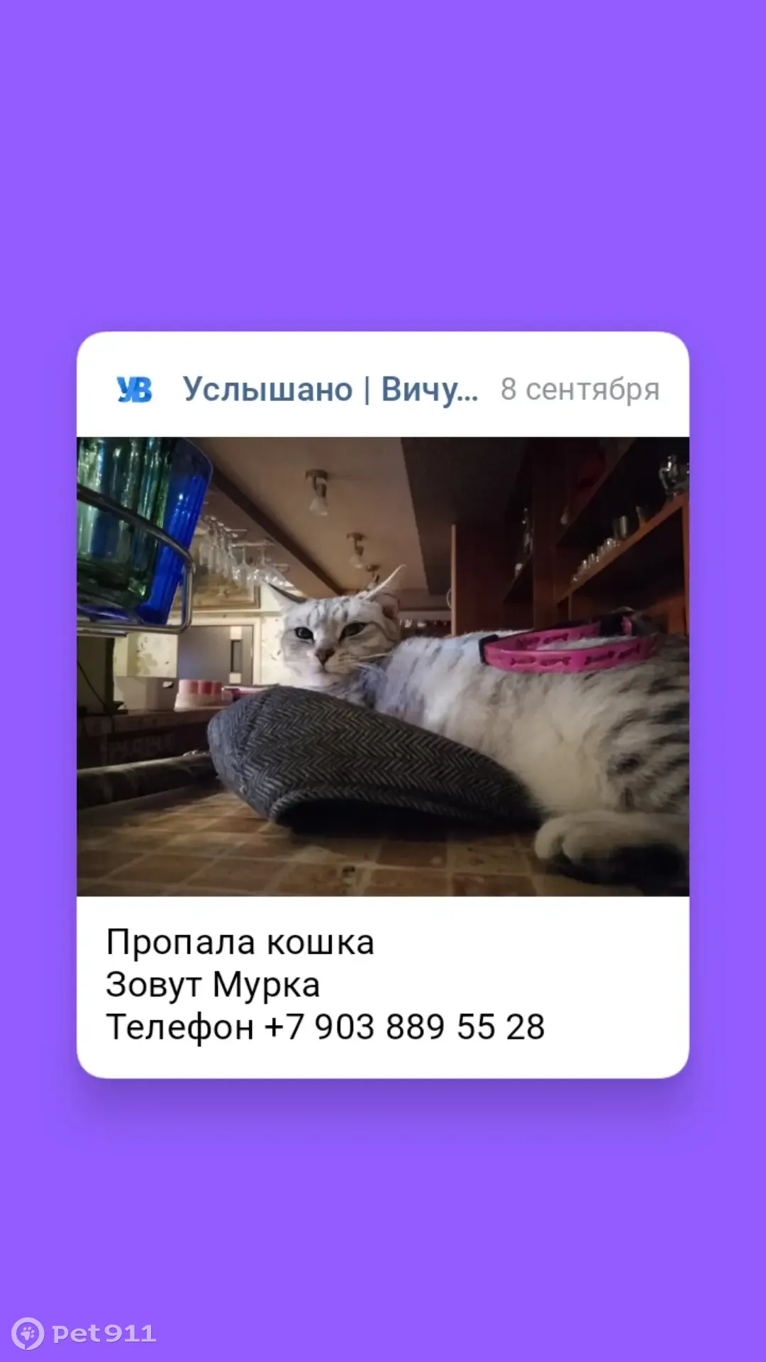 Пропала кошка: ул. Б. Хмельницкого, 37/13, Вичуга | Pet911.ru