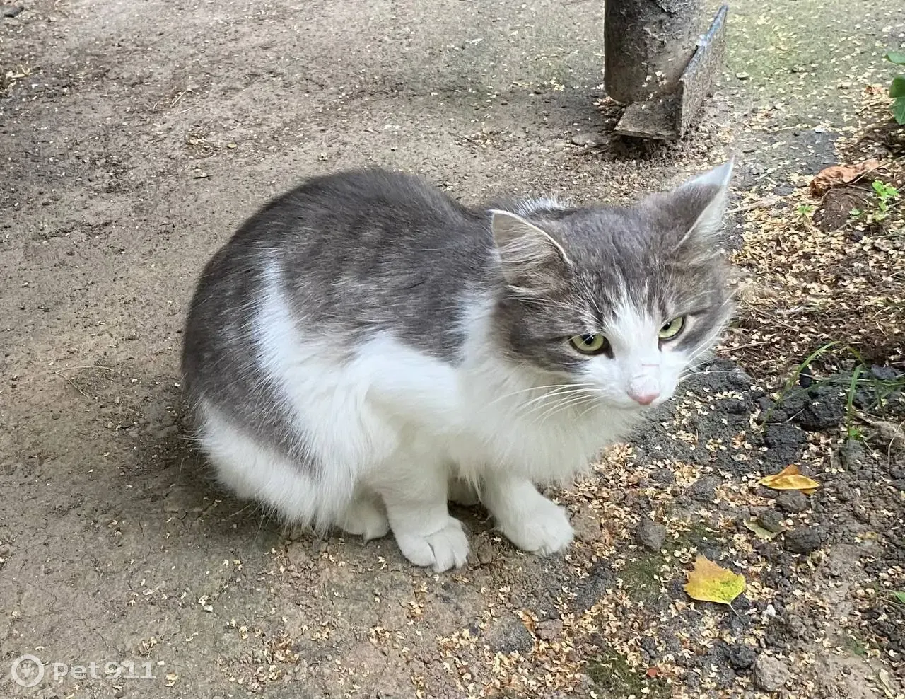 Найдена кошка в Митино, Ангелов пер., 6, Москва | Pet911.ru