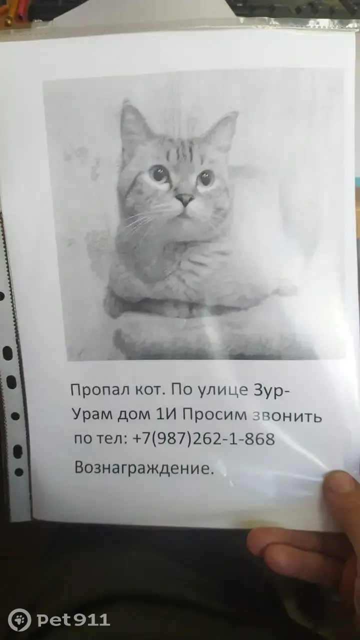 Пропал кот Феликс, ул. Зур Урам, 1И, Казань | Pet911.ru