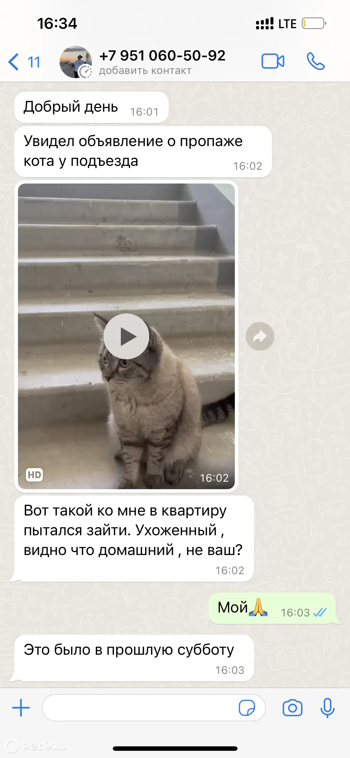 Пропал кот Феликс, ул. Зур Урам, 1И, Казань | Pet911.ru