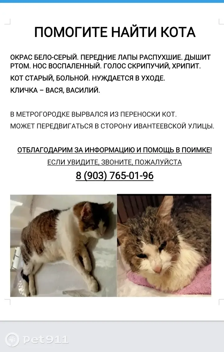 Пропала кошка: Кот, 19 к1, Москва | Pet911.ru