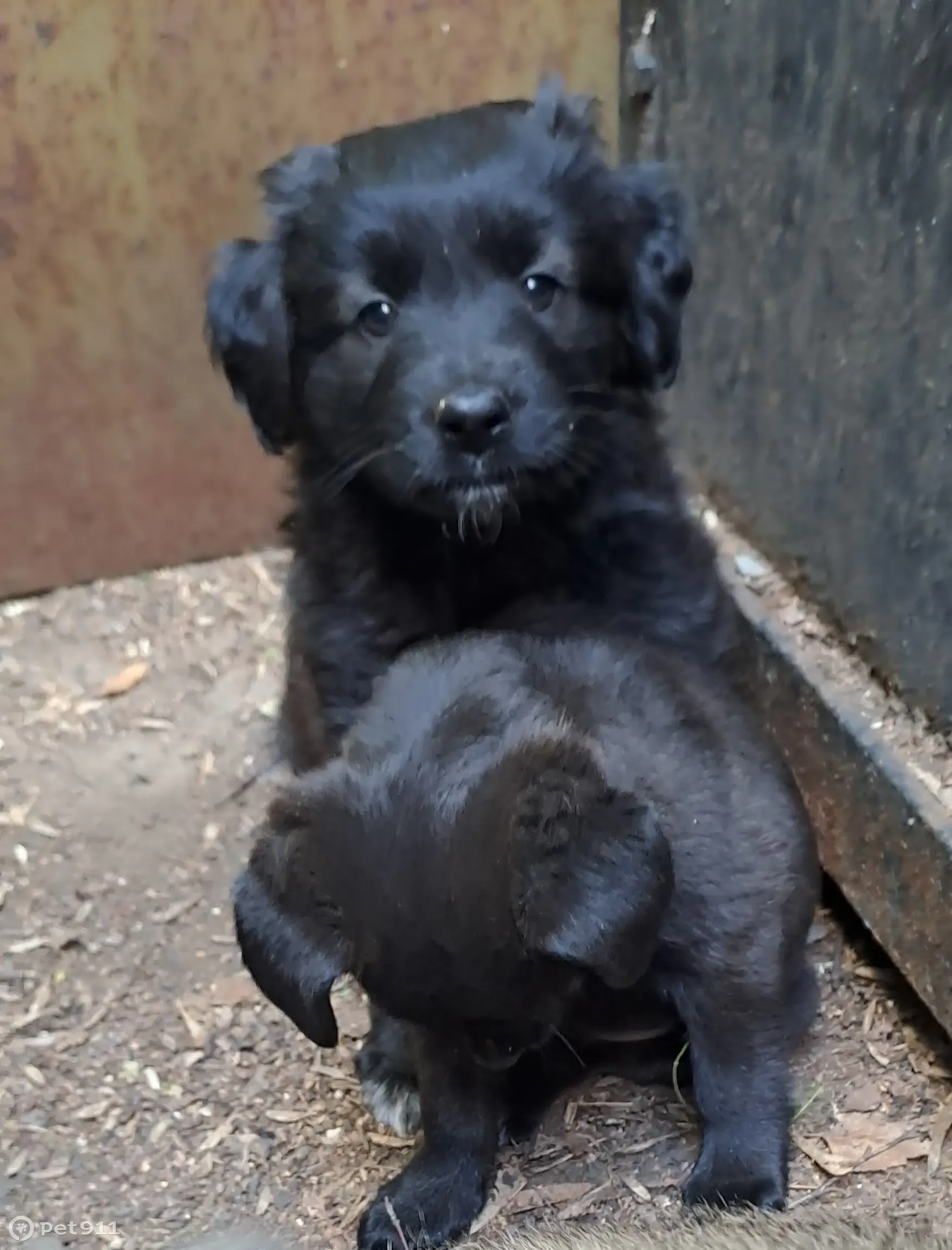 Собака Пацан богатырь без мамы и приютится в Омске, ищет дом | Pet911.ru