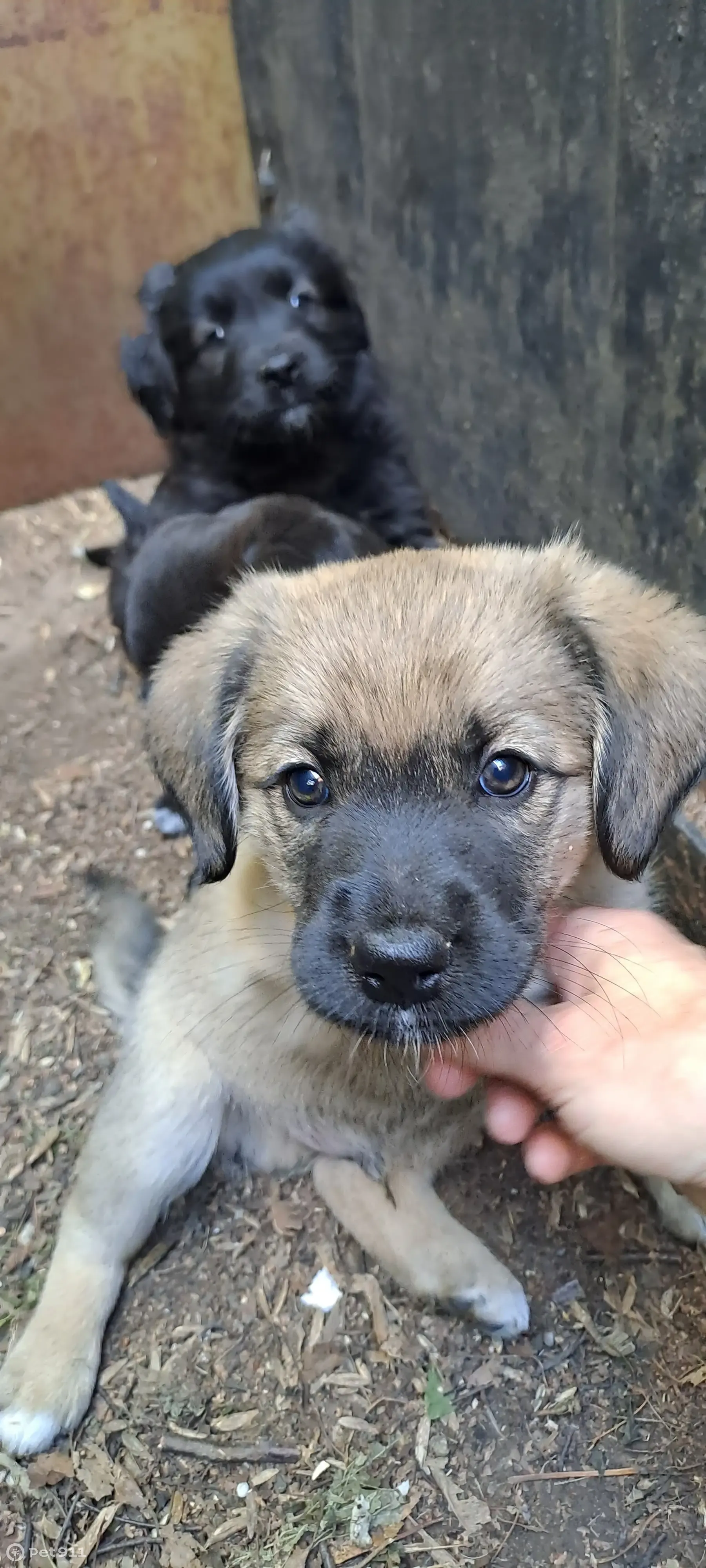 Найдена собака Пацан богатырь, адрес: Омск, Старая Московка | Pet911.ru