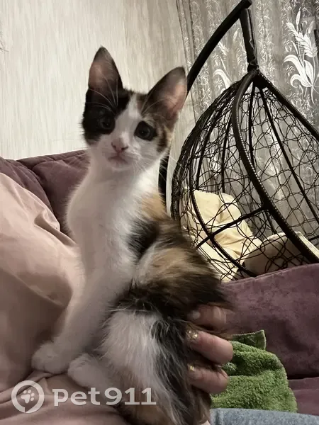 Найдена кошка на 2-й Эльтонской улице, 48А, Челябинск - photo