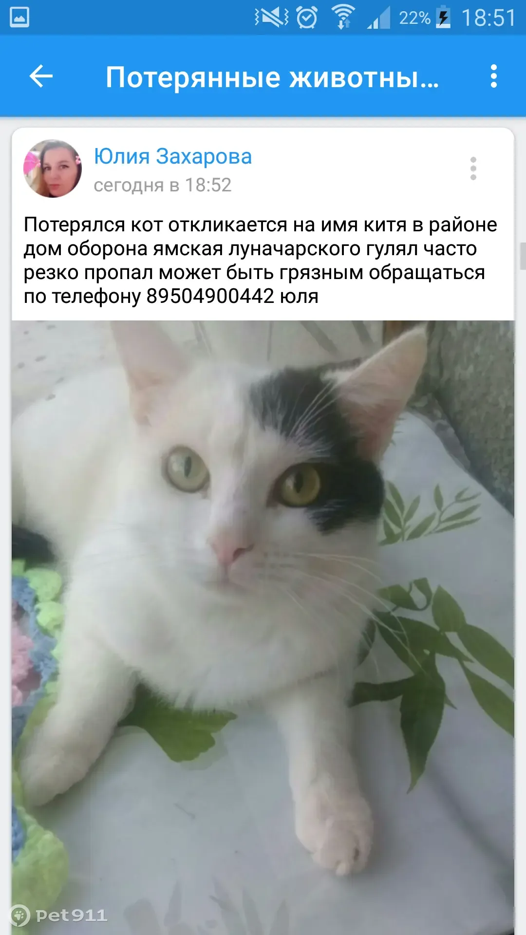 Пропала кошка на Ямской ул., 59, Тюмень | Pet911.ru