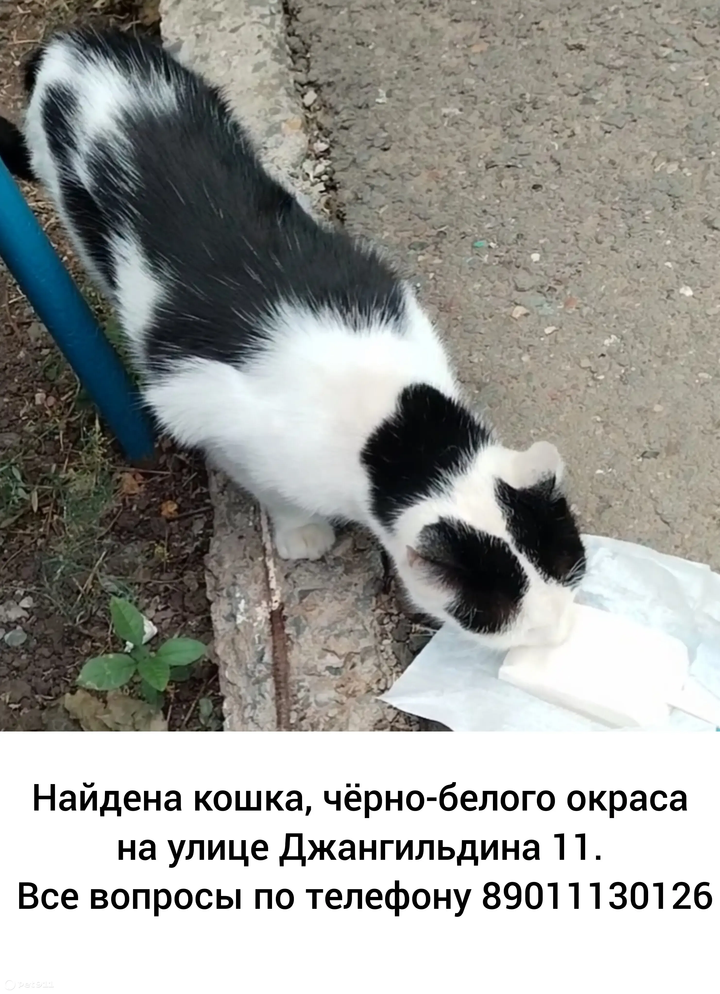 Найдена кошка: ул. Джангильдина, 11, Оренбург | Pet911.ru