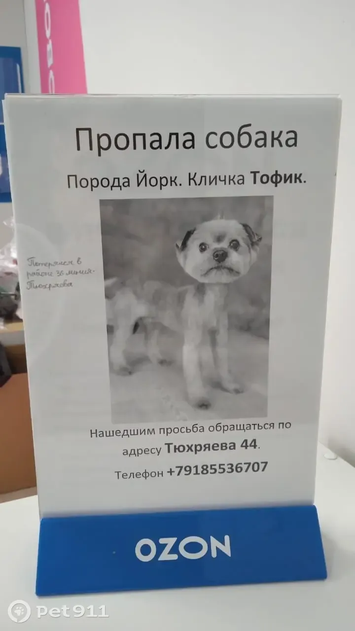 Пропала собака йорк Тофик в Ростове, 36-я Линия/Тюхряева | Pet911.ru