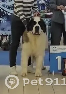 Пропала собака Сенбернар в Новосибирске - photo