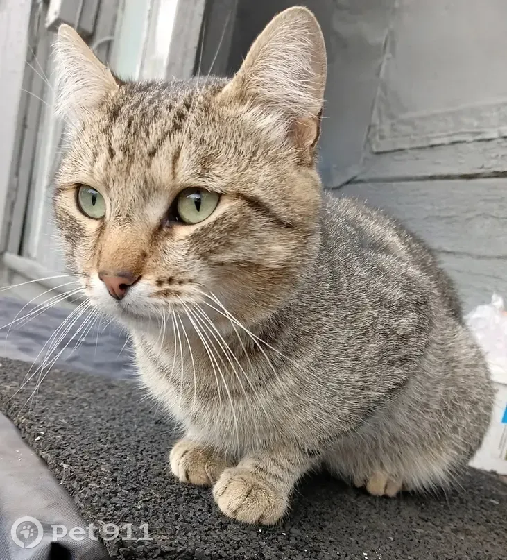 Найден ласковый котик, Дорога 5, Челябинск - photo