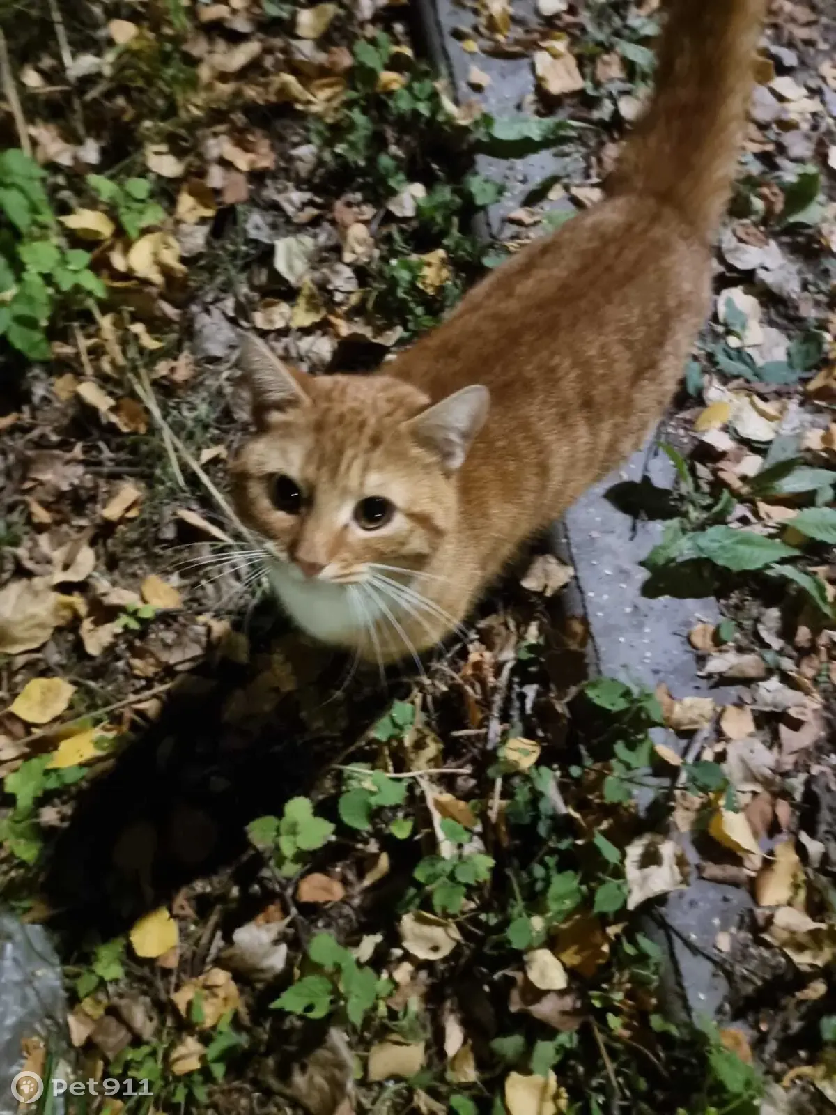 Найден рыже-белый кот возле дома на пр-те Ветеранов, СПб | Pet911.ru