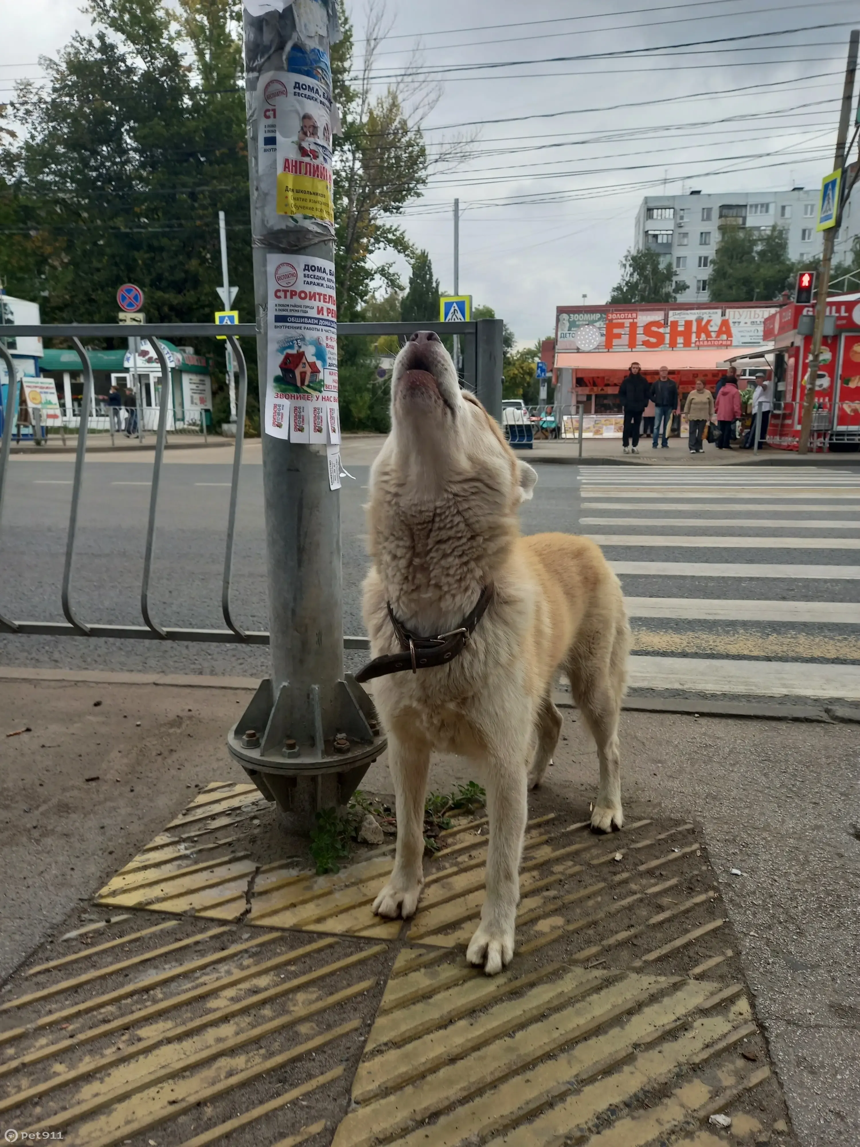 Собака с голубыми глазами найдена у пешеходного перехода, ул. Стара-Загора,  58А, Самара | Pet911.ru