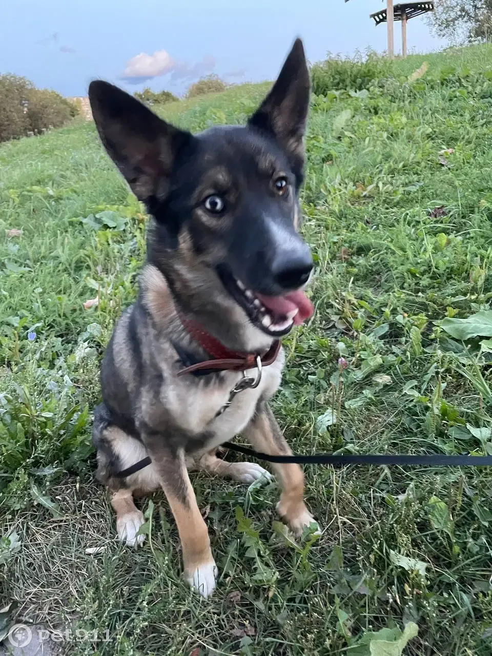 Собака найдена в парке Борисовские пруды, ищет новых хозяев!