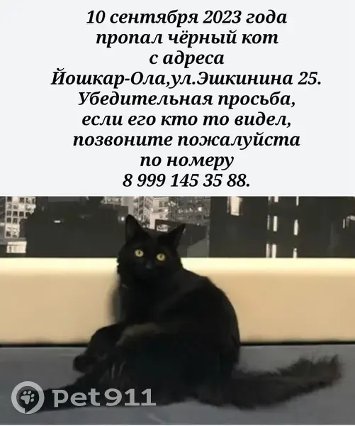 Пропал чёрный кот Тосик, ул. Эшкинина, 25, Йошкар-Ола | Pet911.ru