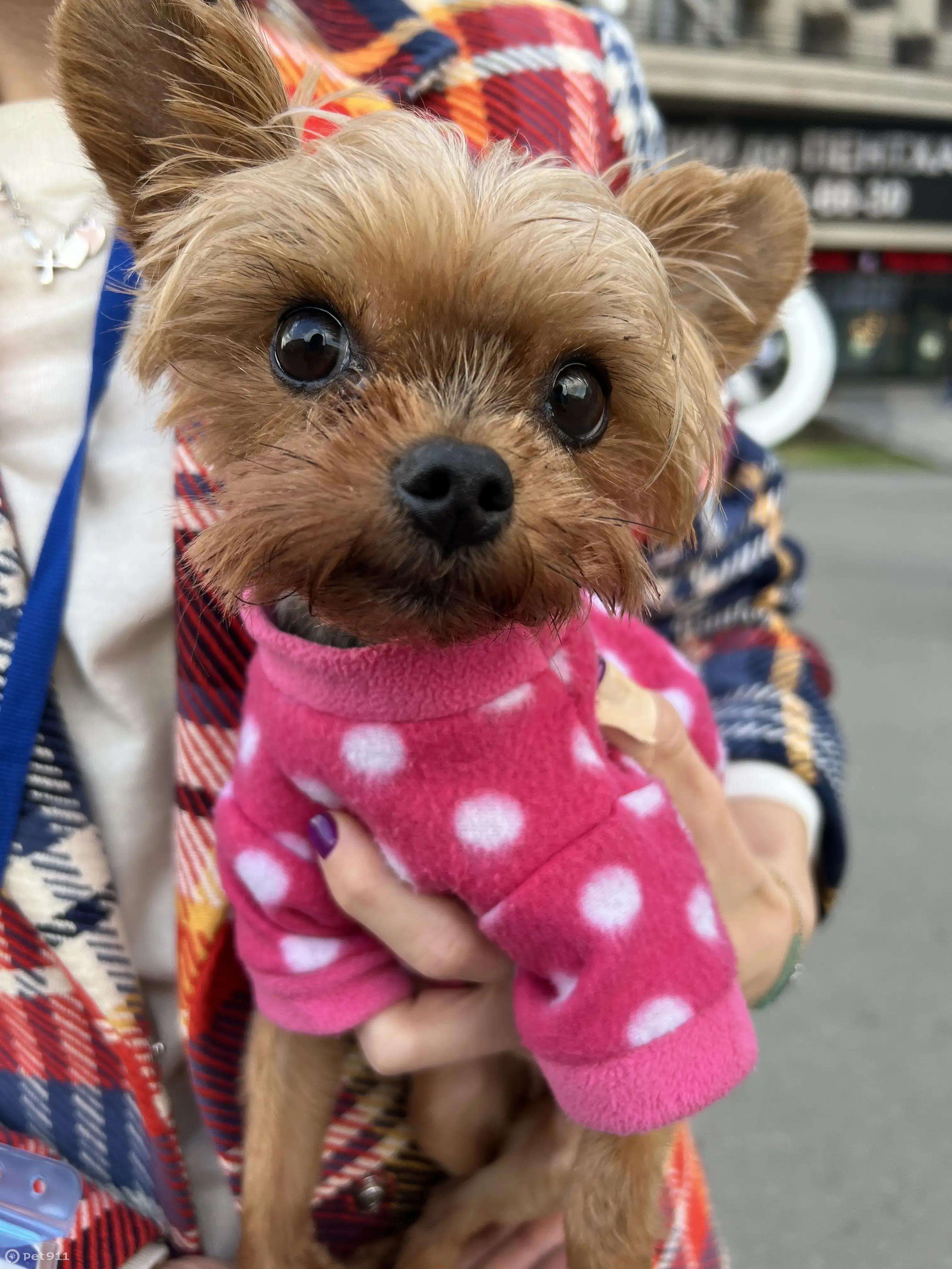 Найдена собака в районе ст.м. Алексеевская, Москва | Pet911.ru