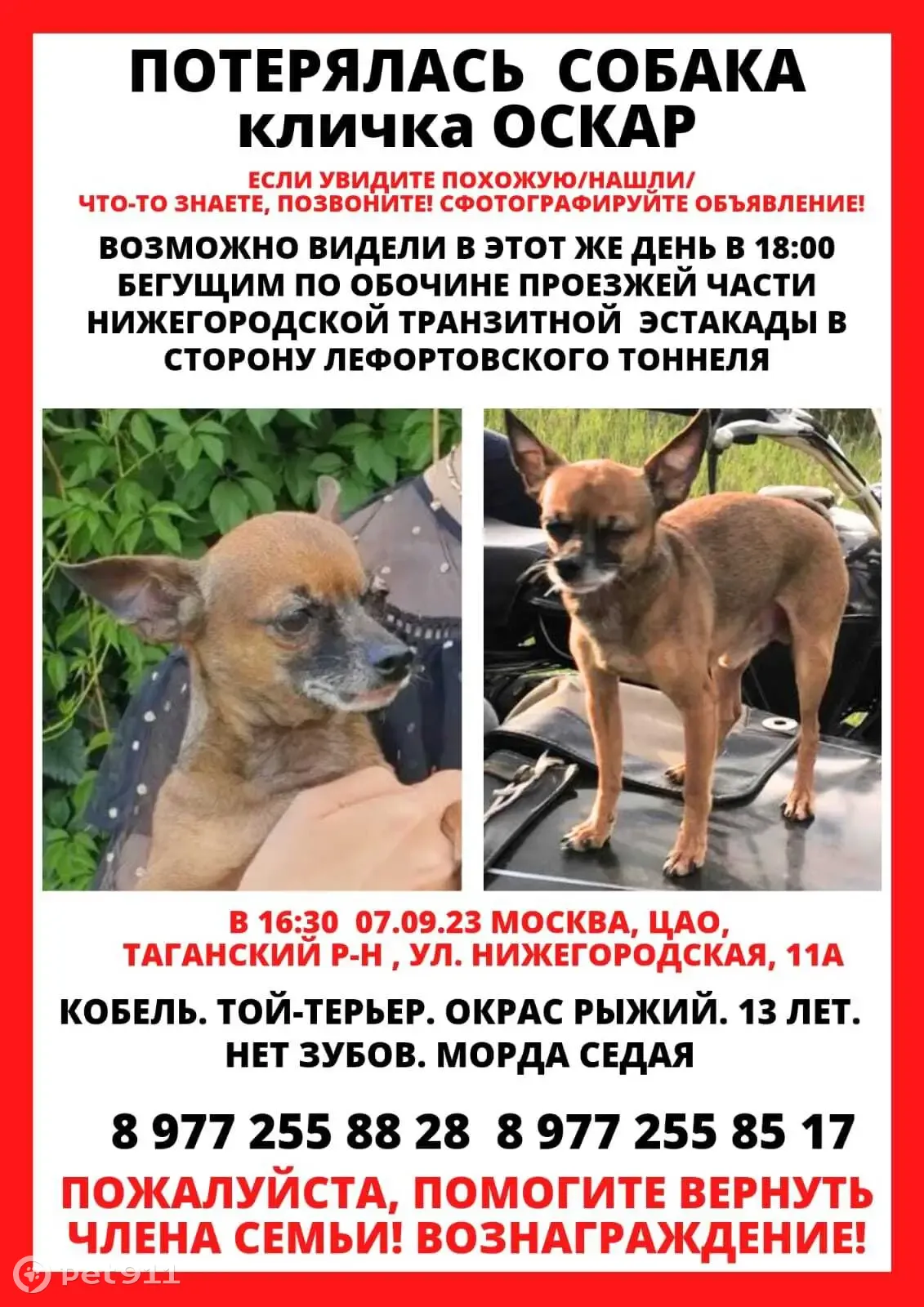 Пропала собака той-терьер, 13 лет, рыжий окрас (Москва) | Pet911.ru