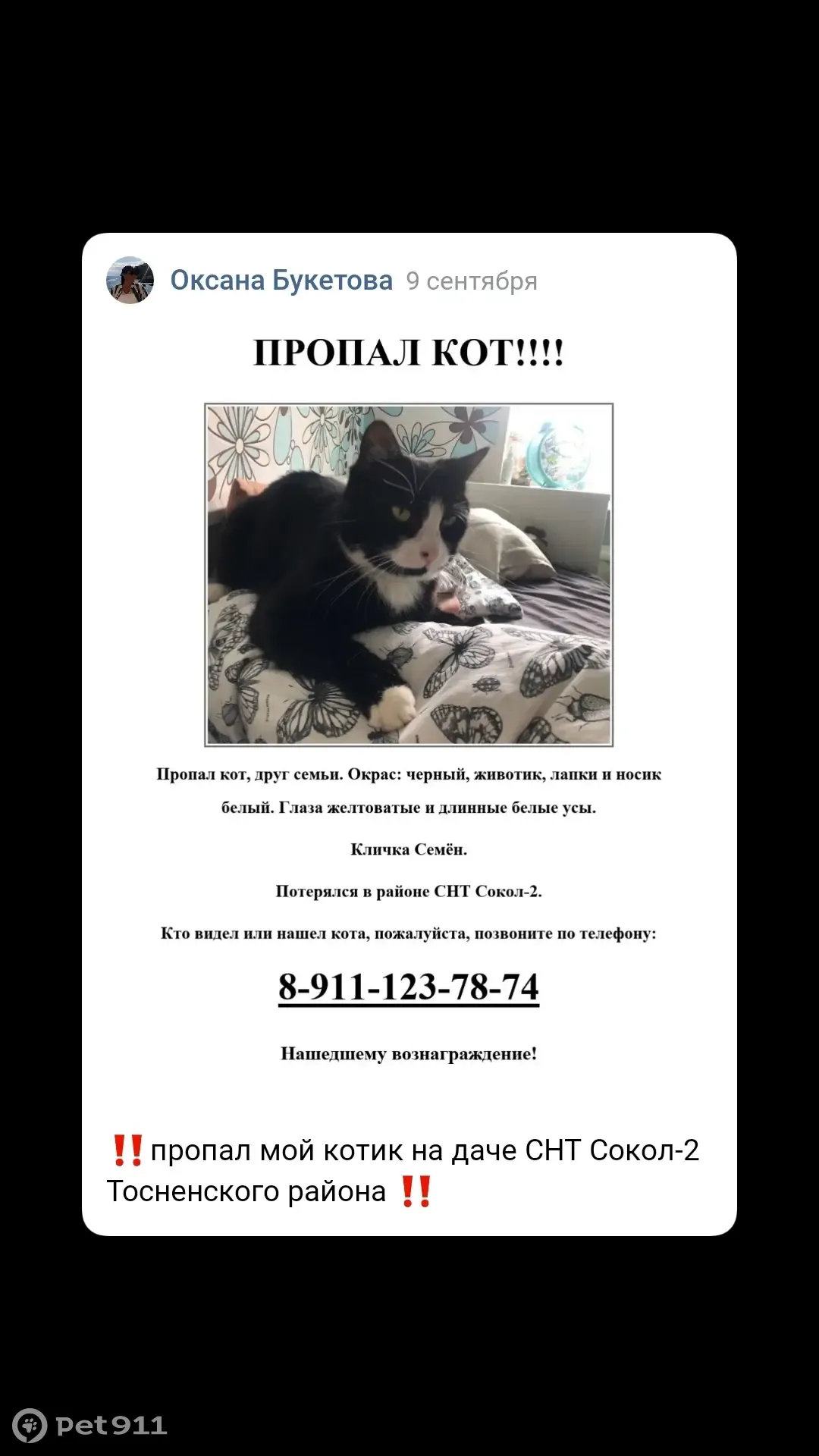 Пропал кот в СНТ Сокол-2, Никольское, Ленобласть | Pet911.ru