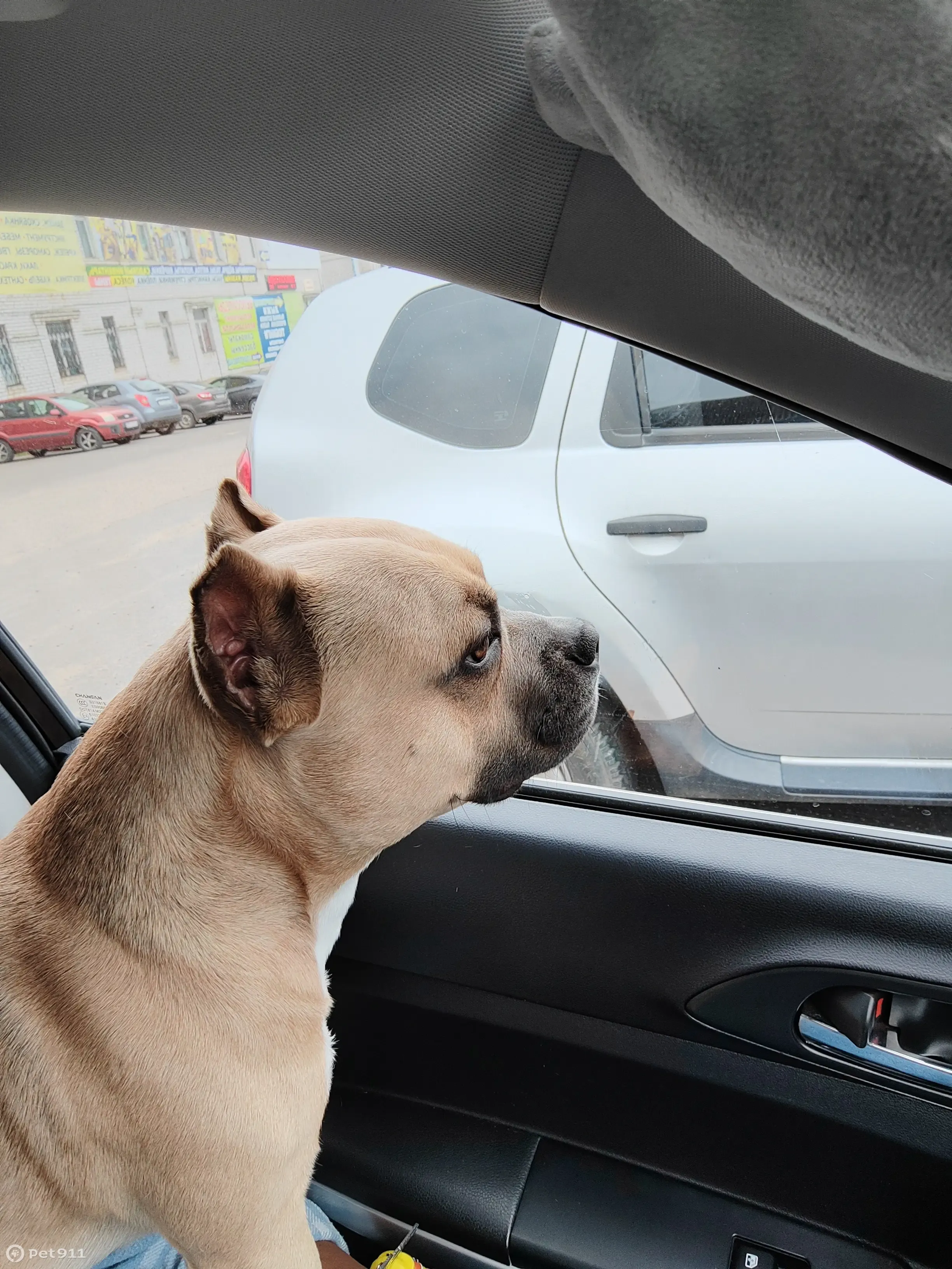 Пропала собака в деревне Дубининская, Сергиево-Посадский район | Pet911.ru