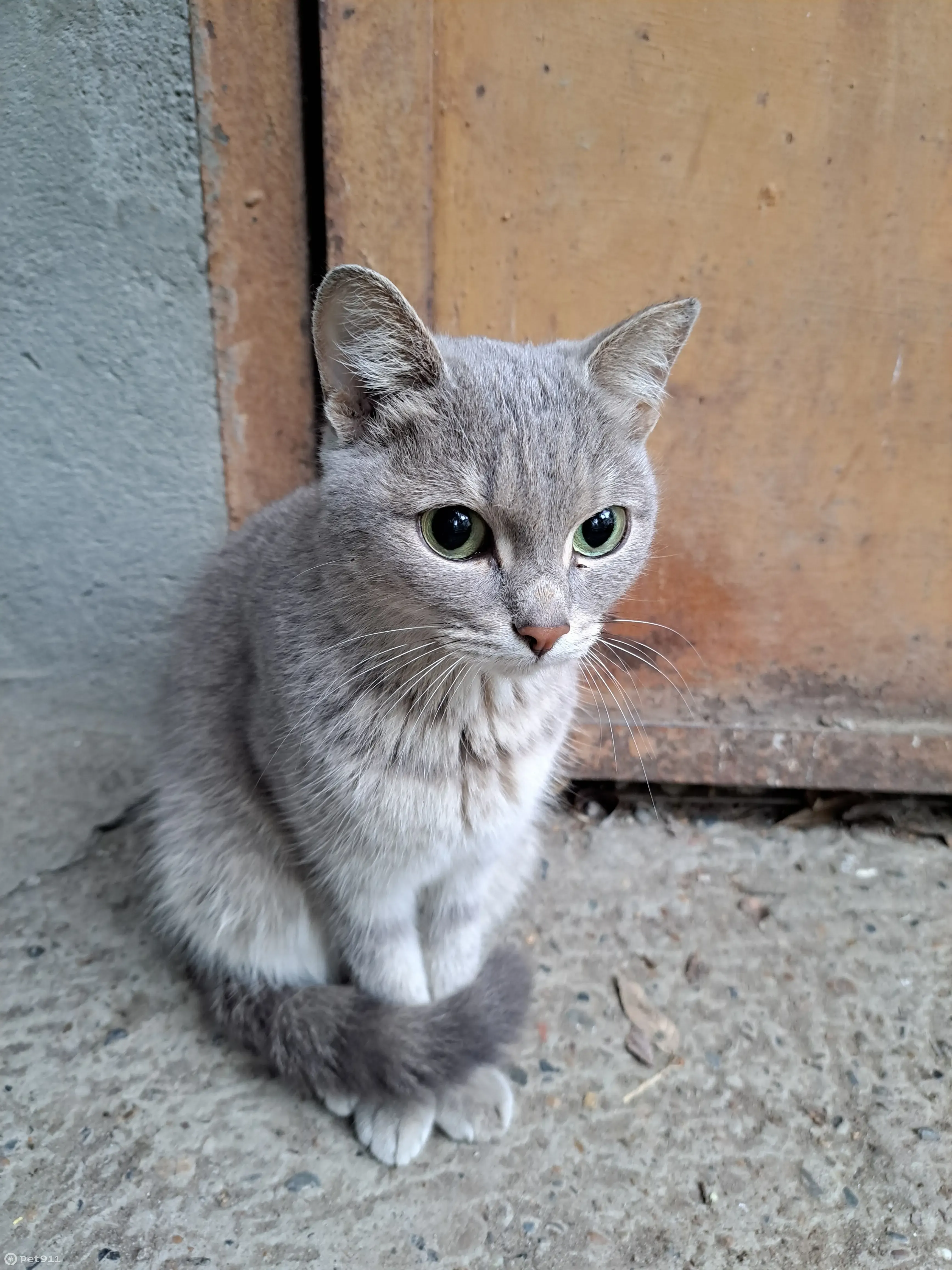 Найдена кошка возле погреба, ищу хозяев! (ул. Говорова, 36) | Pet911.ru