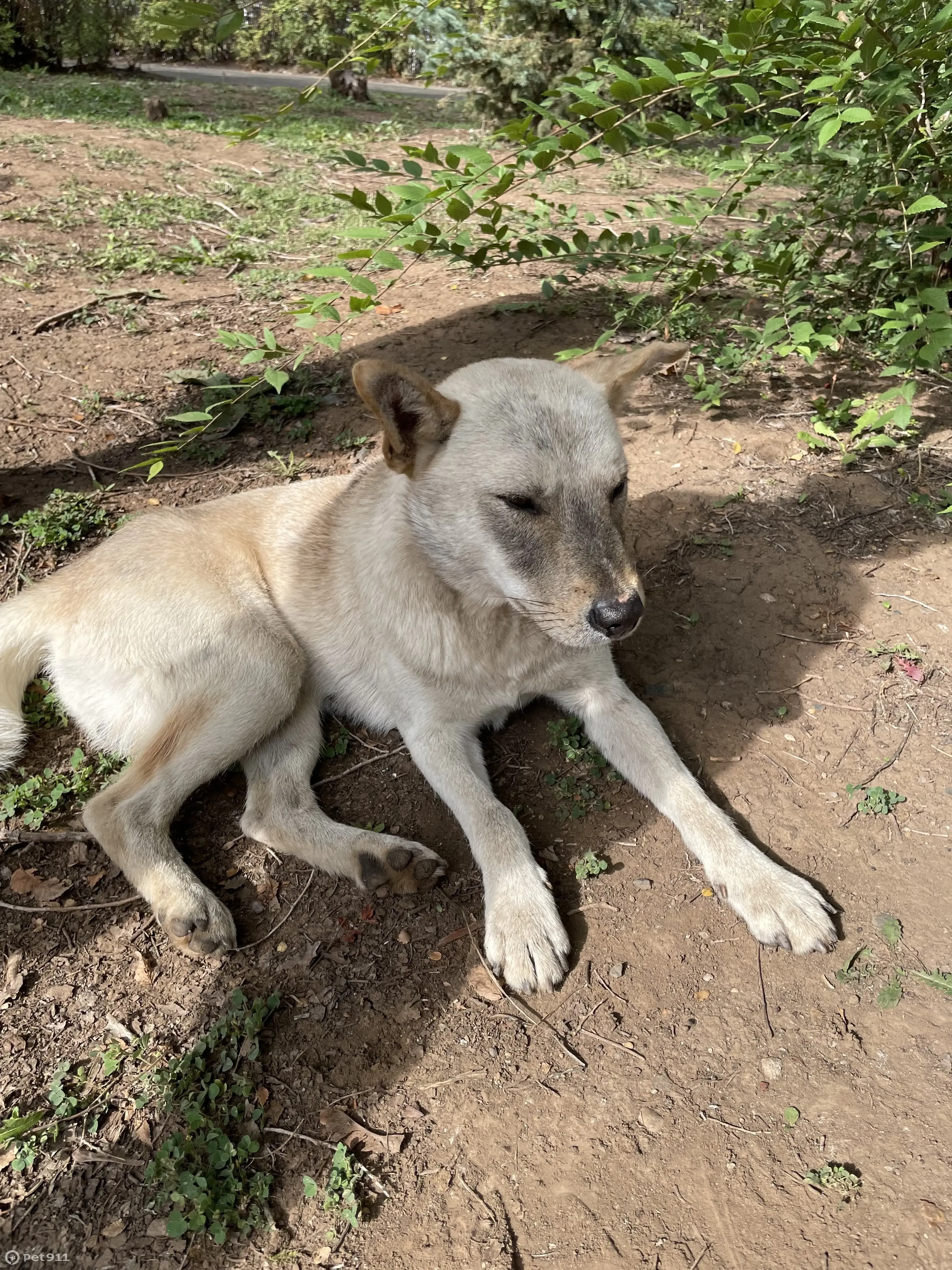 Пропала собака возле 78 школы. Новая улица, 21/3, Оренбург | Pet911.ru