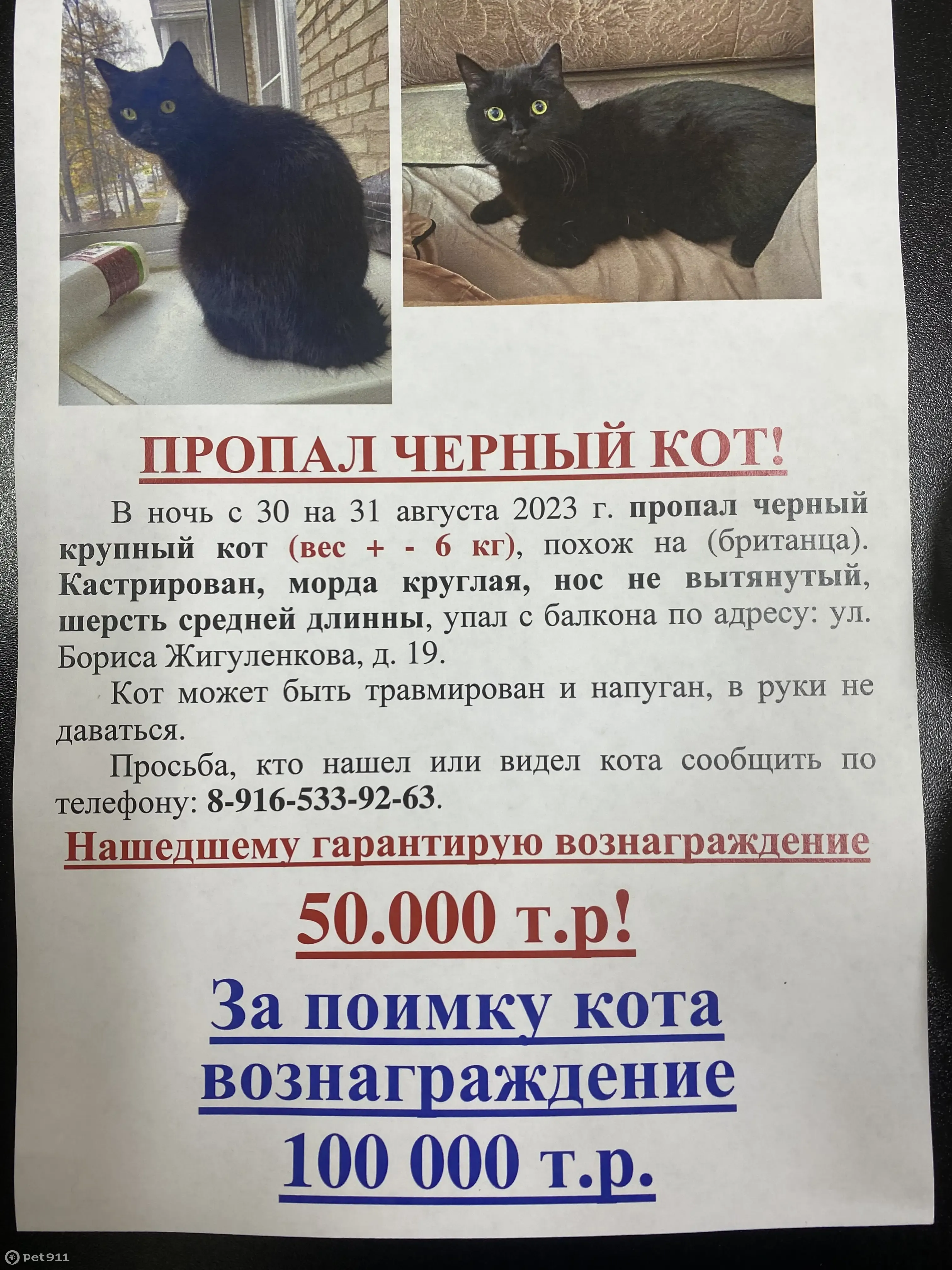 Пропала кошка Мальчик, ул. Бориса Жигулёнкова, 19, Москва | Pet911.ru