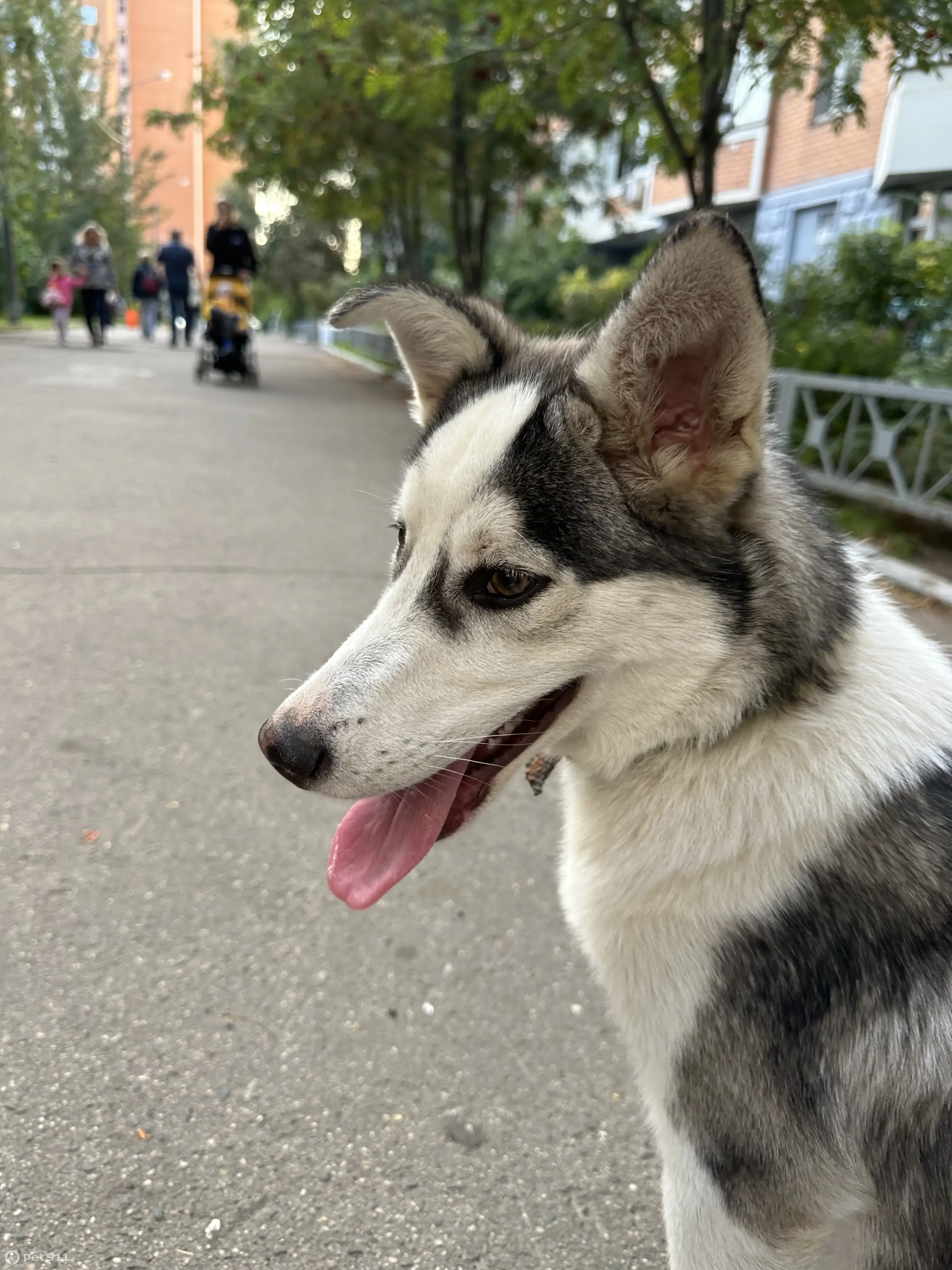 Собака без номеров на бульваре, 13, Красногорск | Pet911.ru