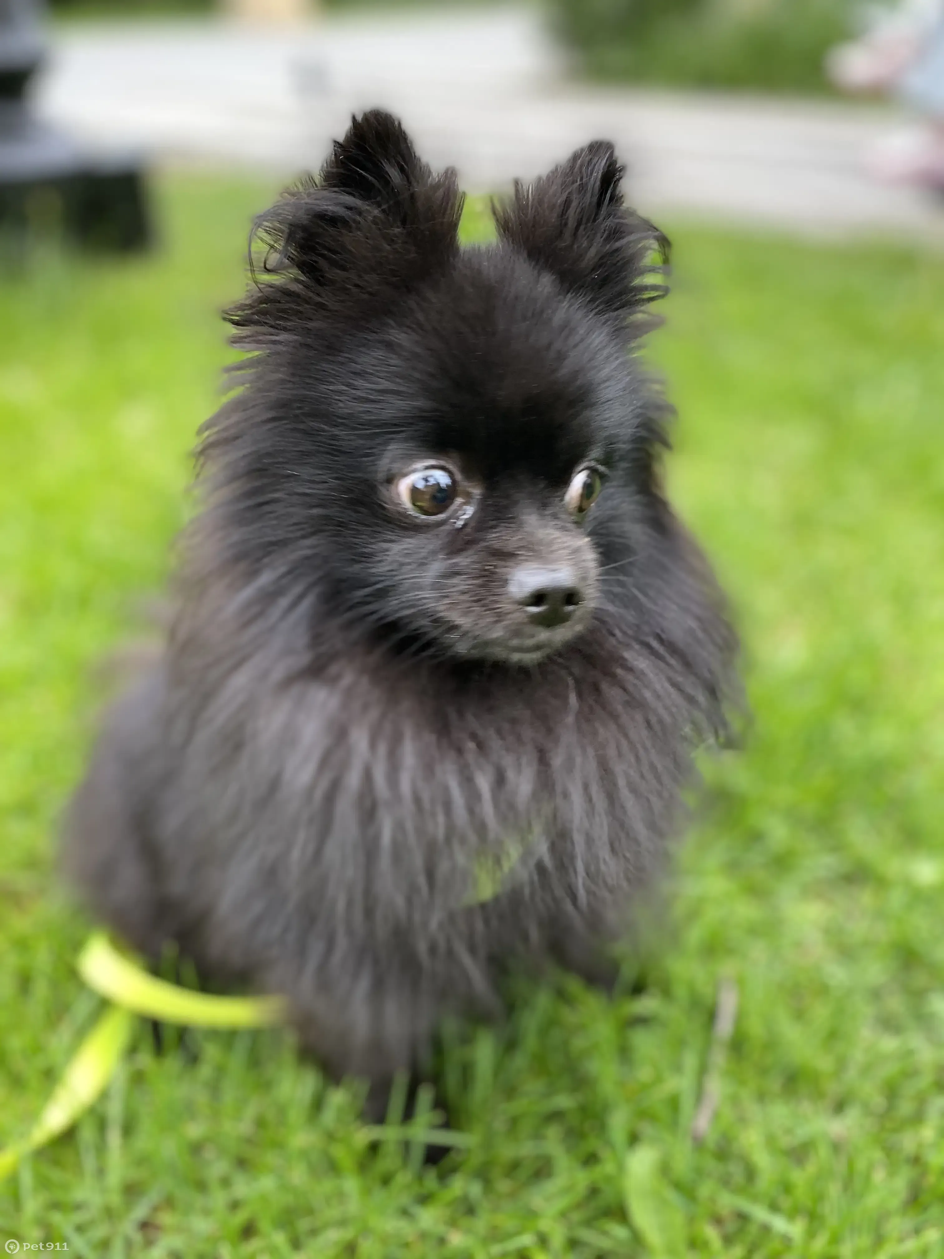 Пропала собака порода Шпиц, черный окрас. Вознаграждение! | Pet911.ru