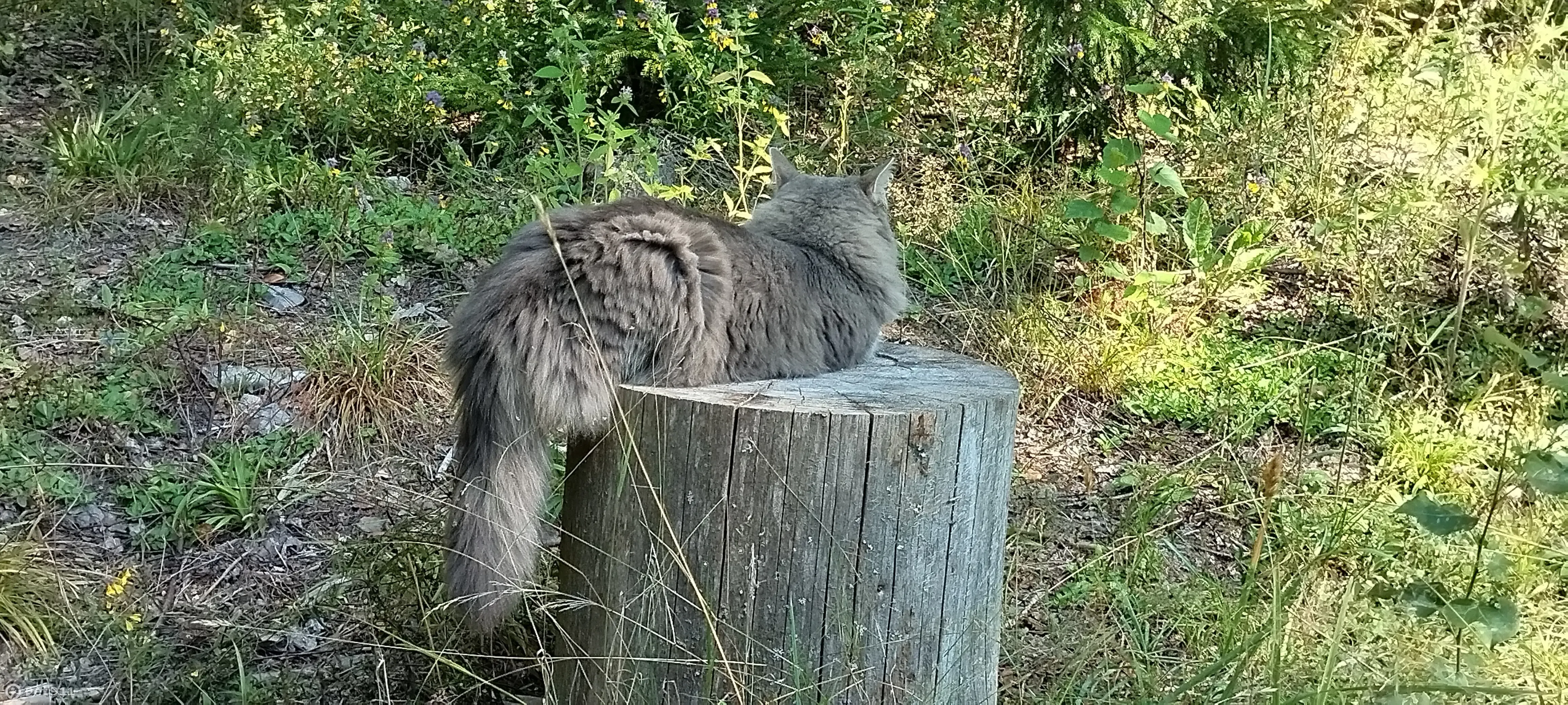 Пропал кот Пушок, нужна помощь! Адрес: Нелидовская ул., 23, Москва |  Pet911.ru