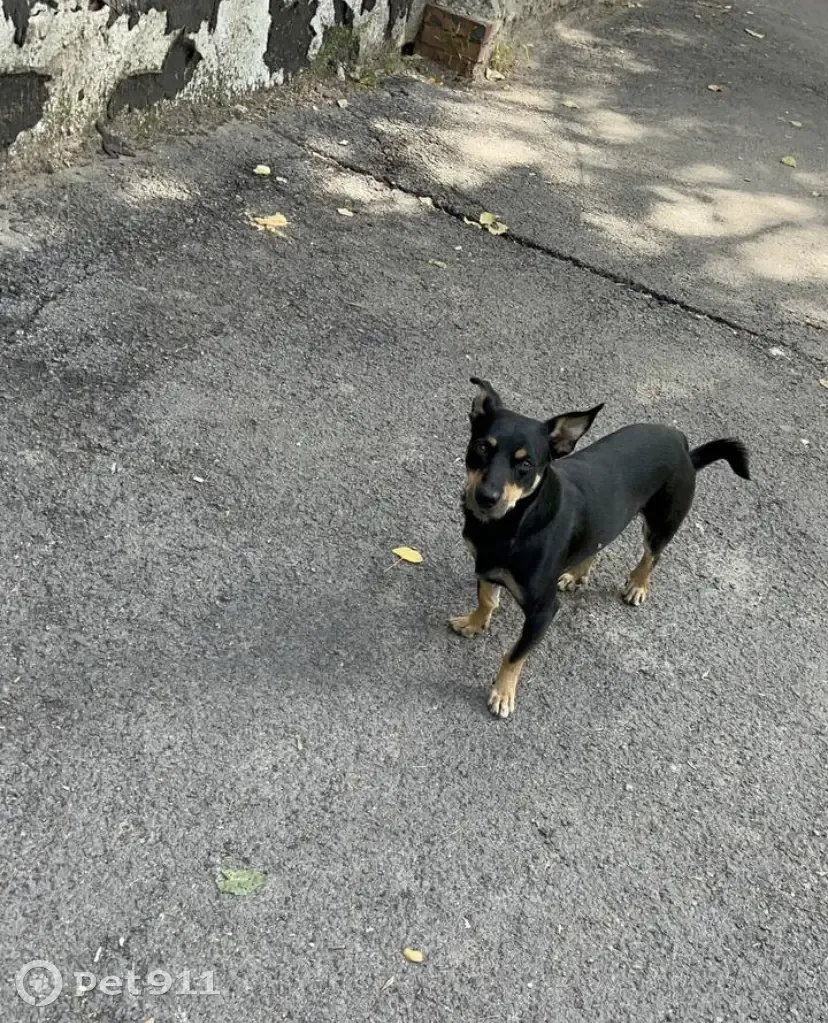 Найдена собака на ул. Журавлёва, дом 144, Ростов-на-Дону - photo