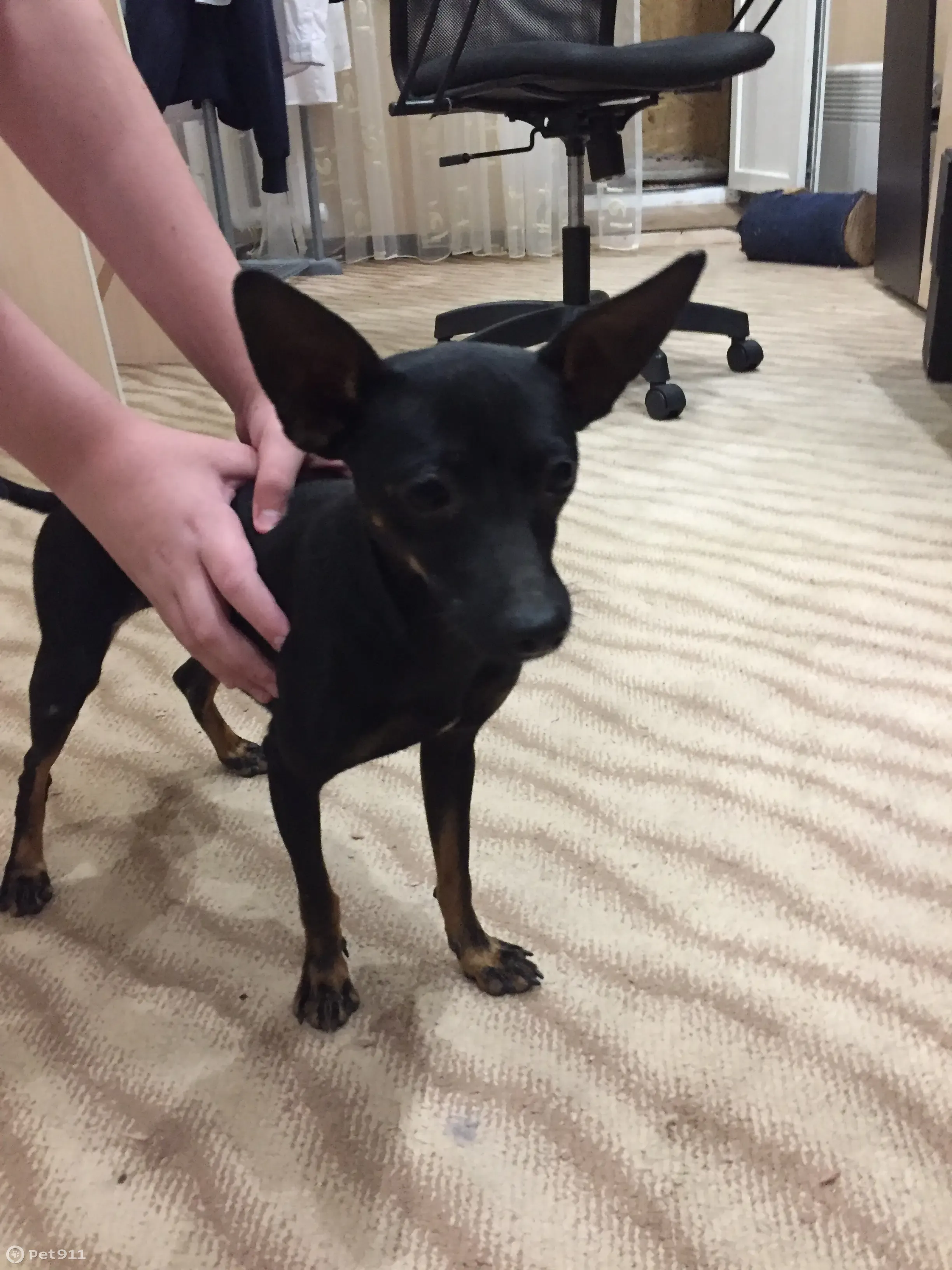 Найден чёрный Тойтерьер в парке на ул. Калинина, Невинномысск - photo