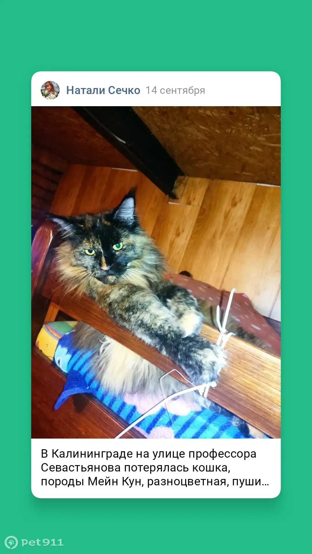 Пропала разноцветная кошка породы Мейн Кун в Калининграде - photo