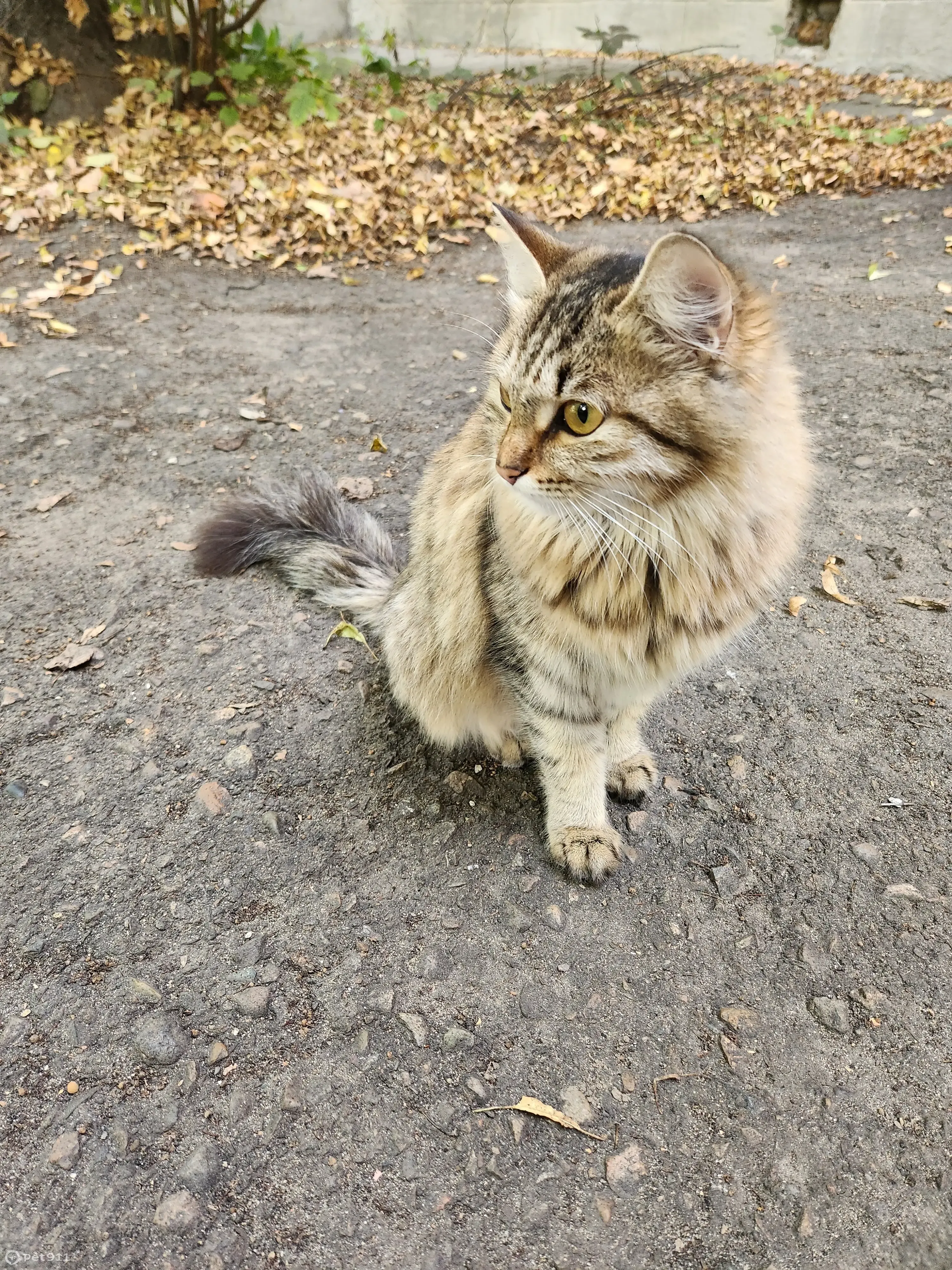 Пугливая кошка на ул. Ангарск, дом. 14 | Pet911.ru