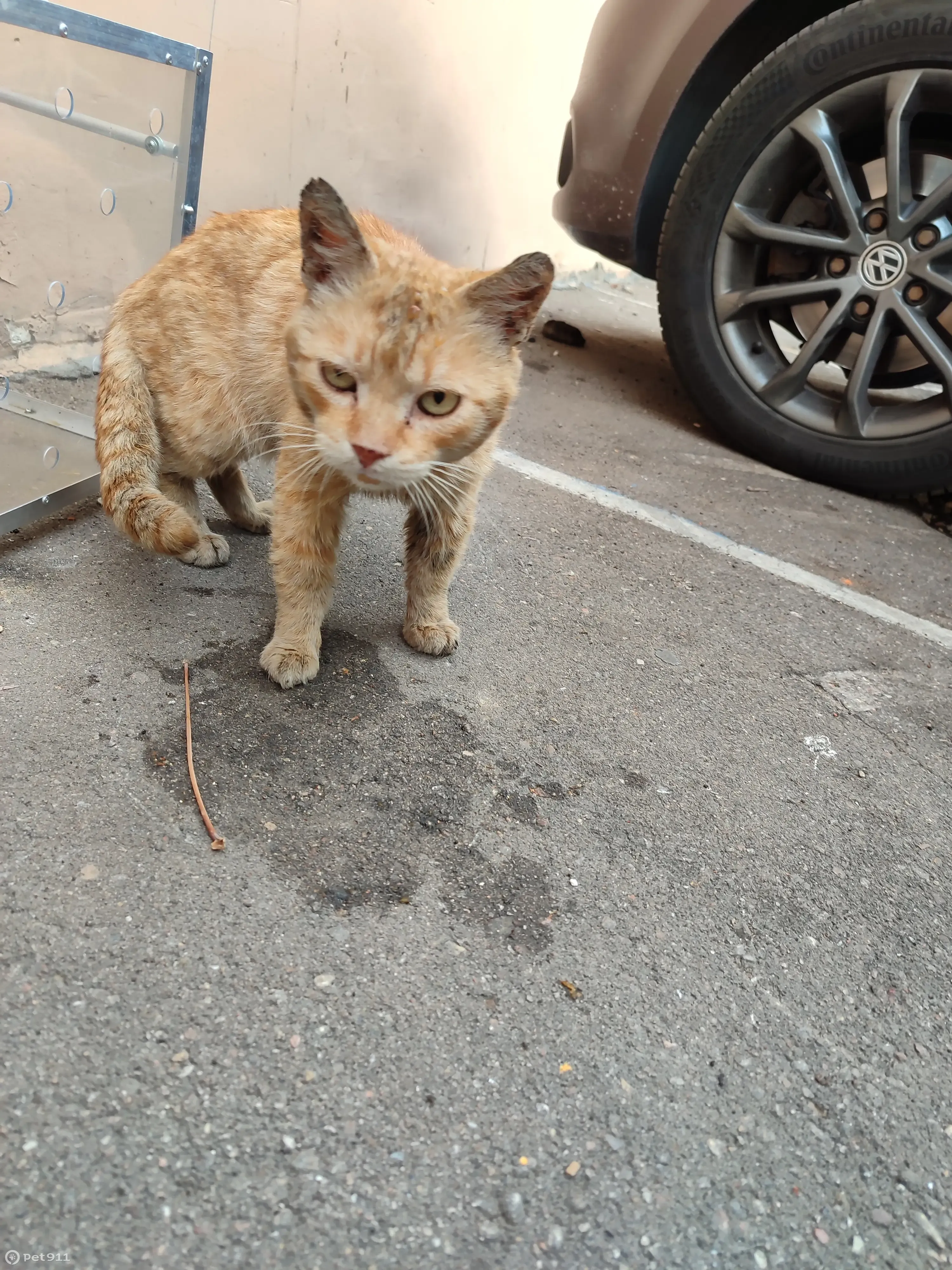 Голодный и грязный кот на Покровском бульваре | Pet911.ru