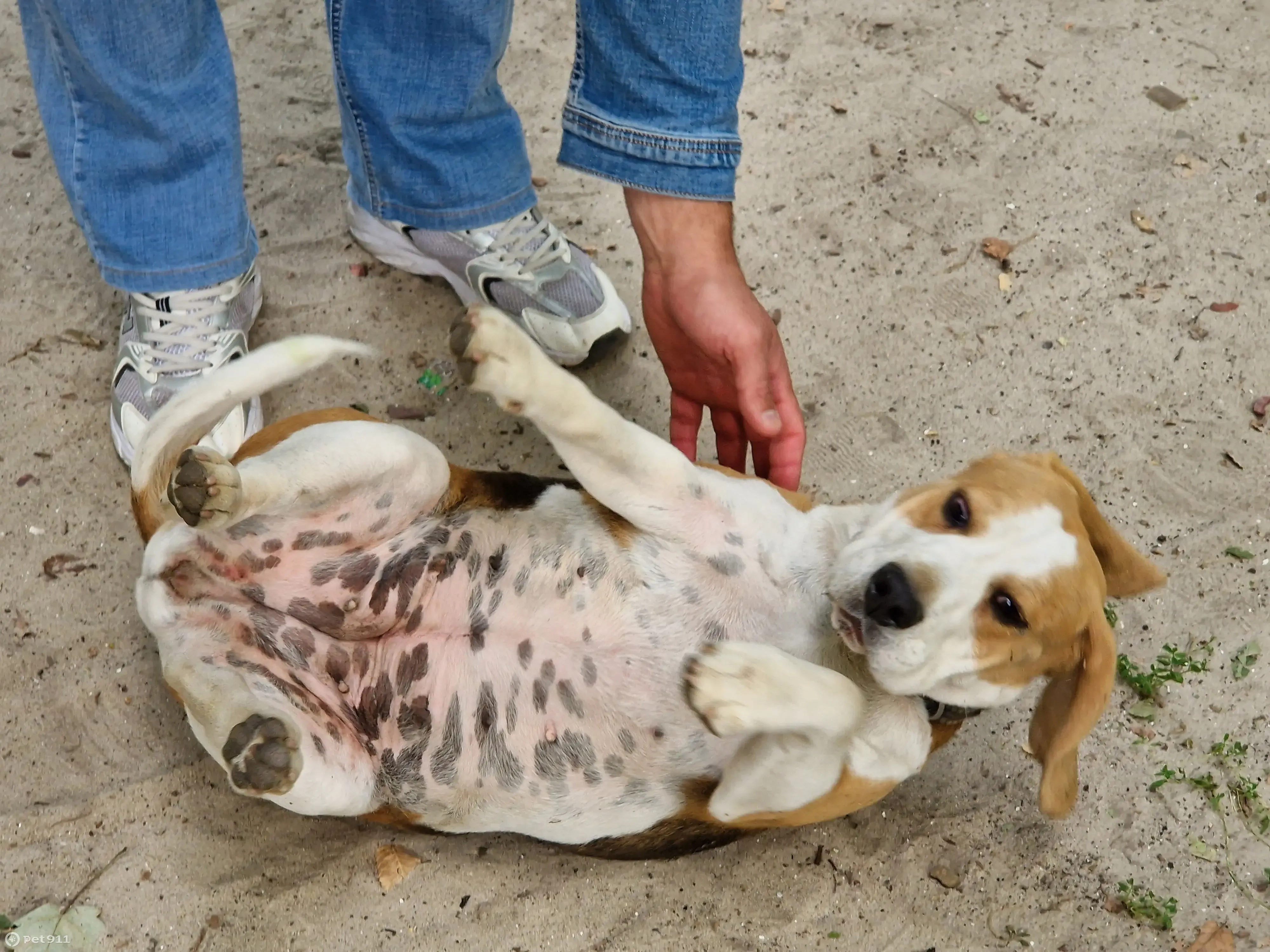 Собака Бигль найдена, Мичурина, Ростов | Pet911.ru