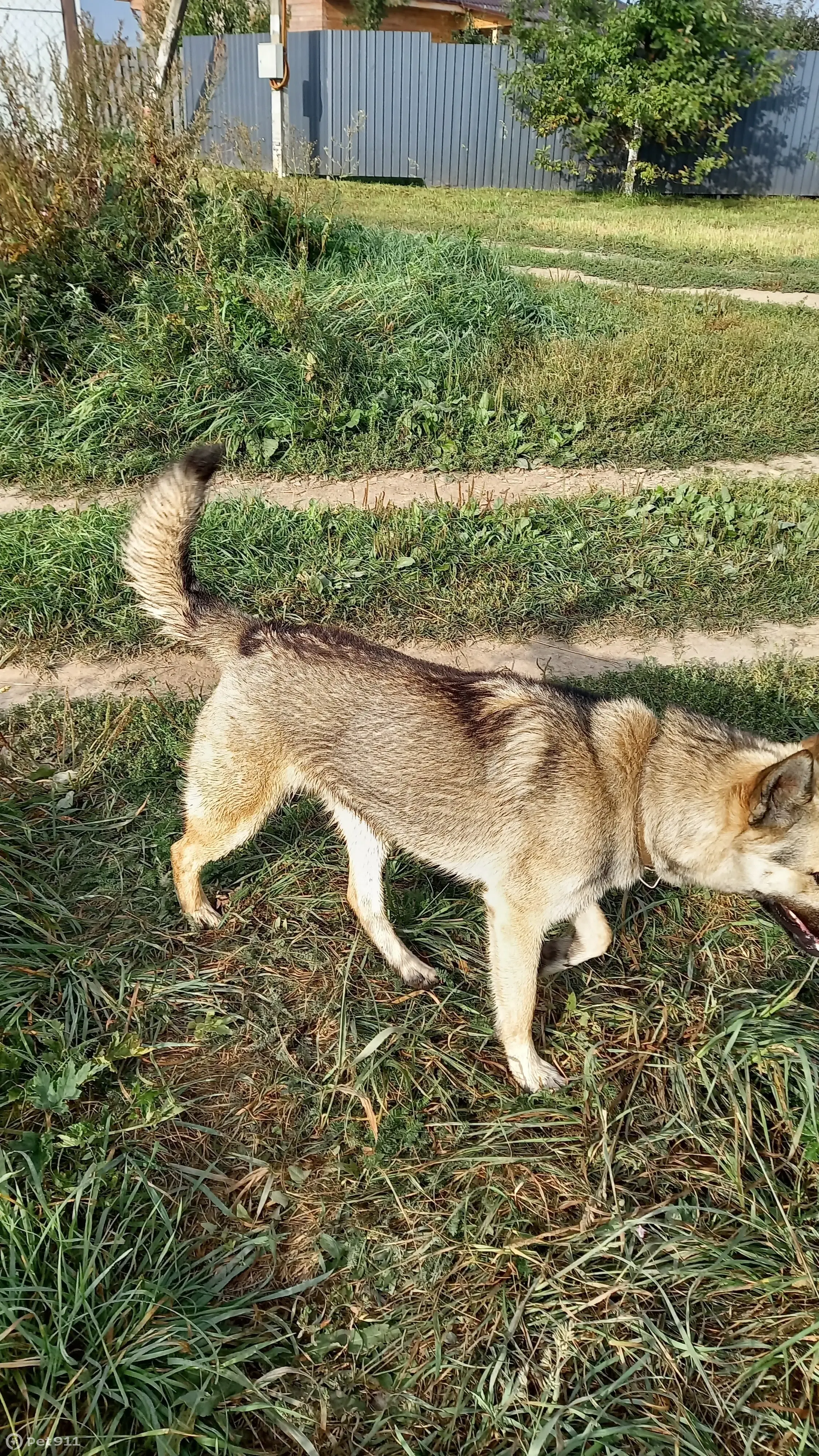 Собака найдена в Московской области