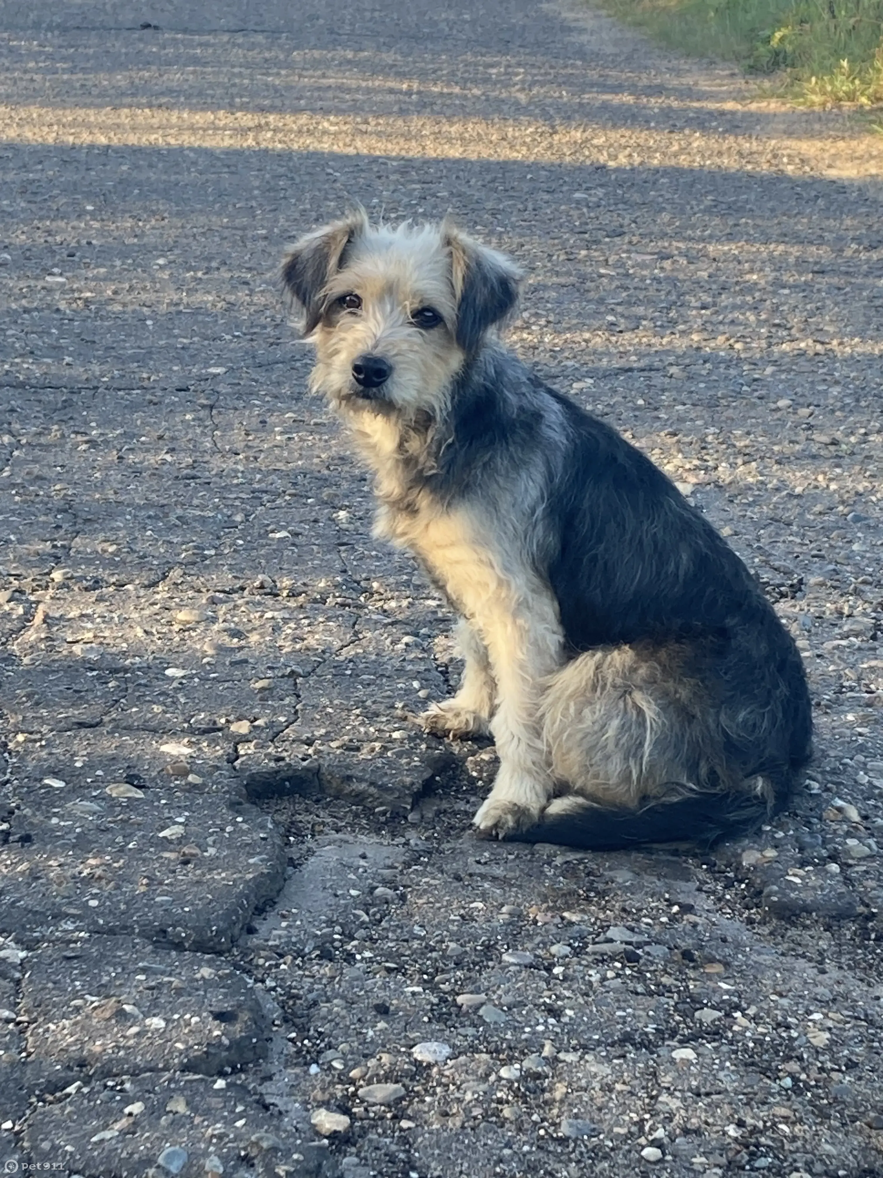 Найдена собака в деревне Спирово, Тверская область | Pet911.ru