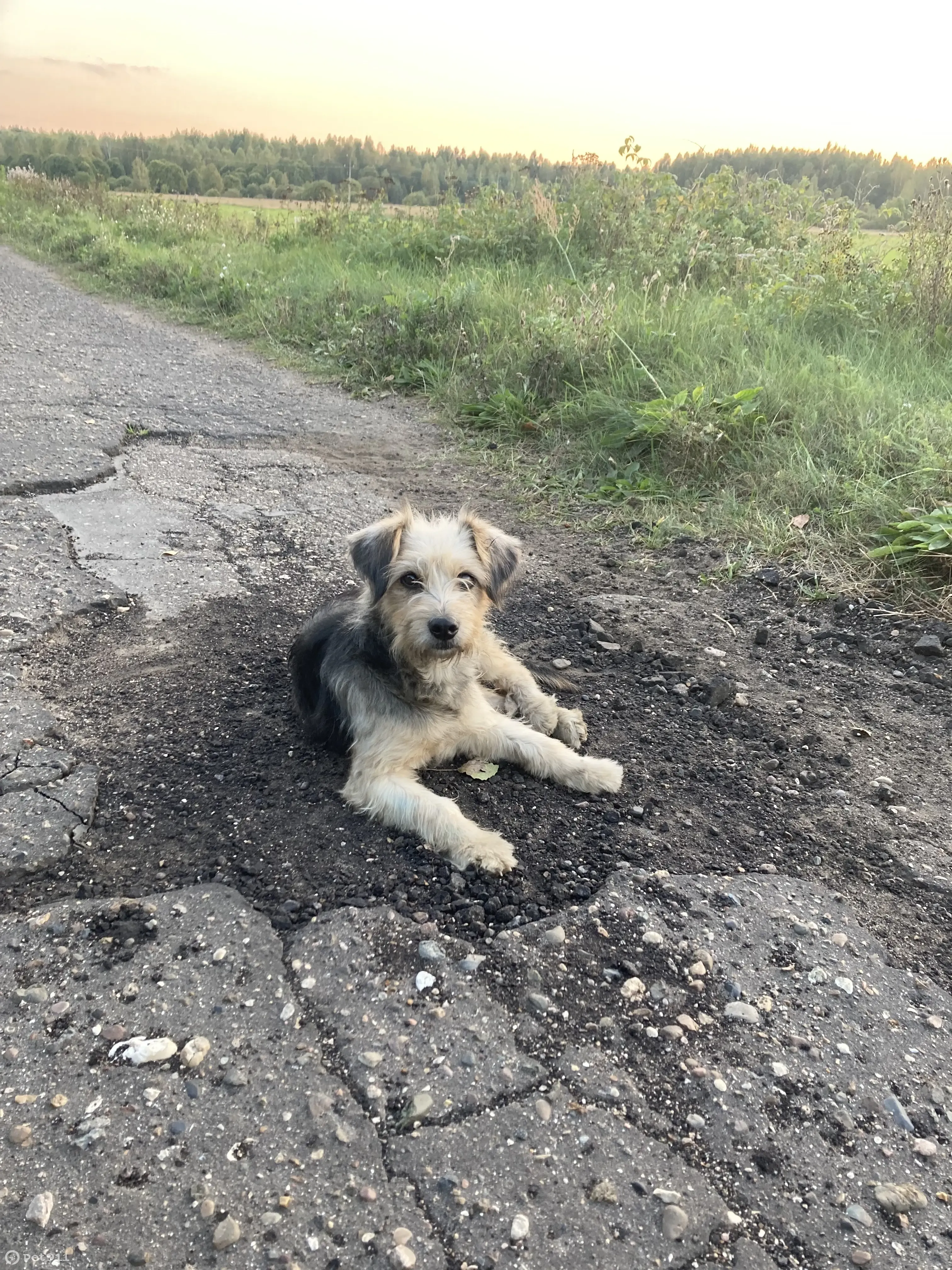 Найдена собака в деревне Спирово, Тверская область | Pet911.ru