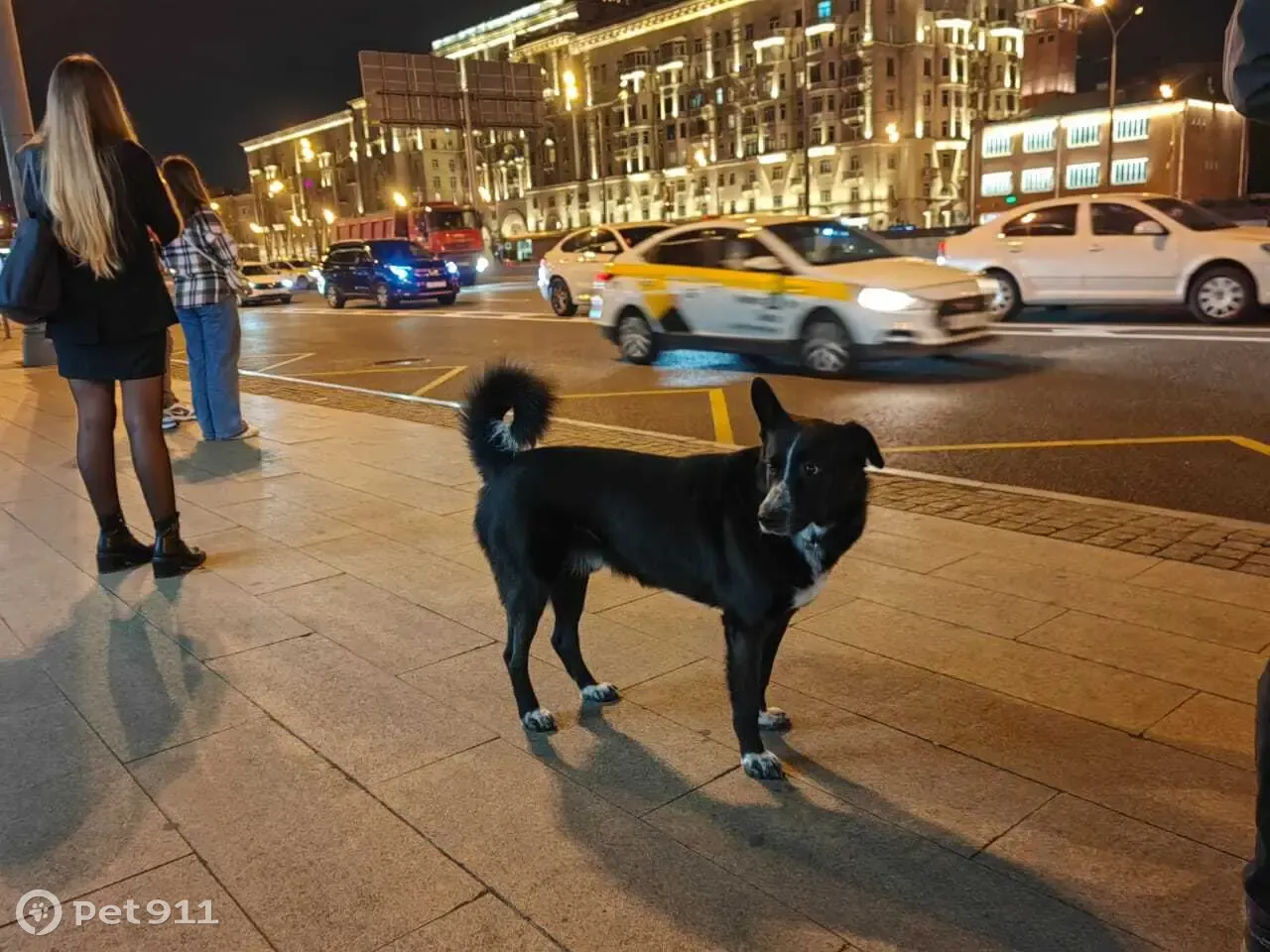 Собака Черный - попрошайничает на Ленинградском проспекте, 76А | Pet911.ru