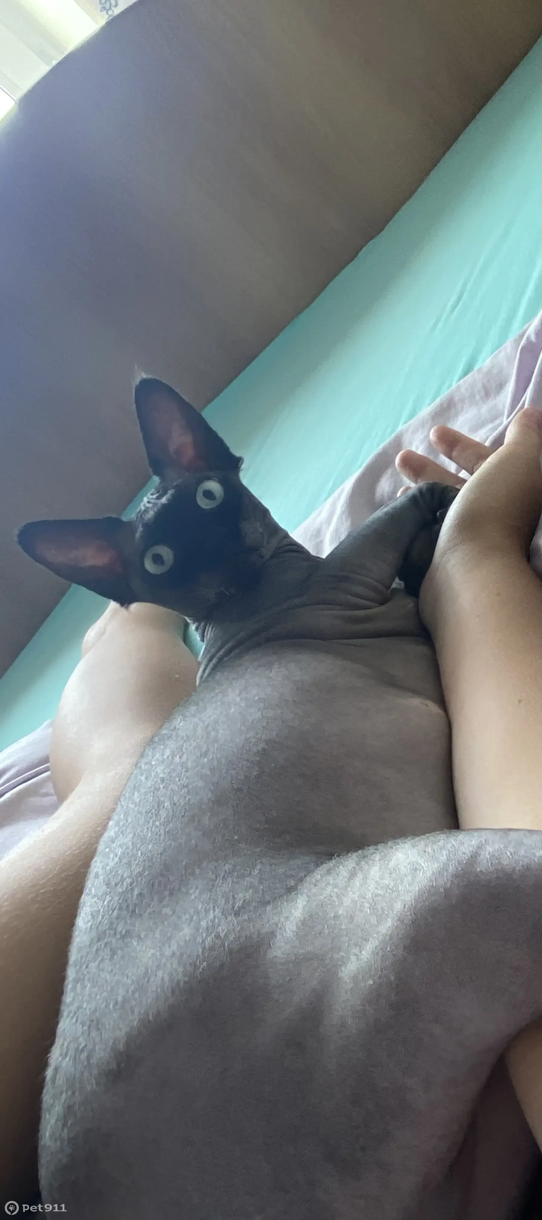 Пропала кошка сфинкс, ул. Крупской, 45, Энгельс - photo