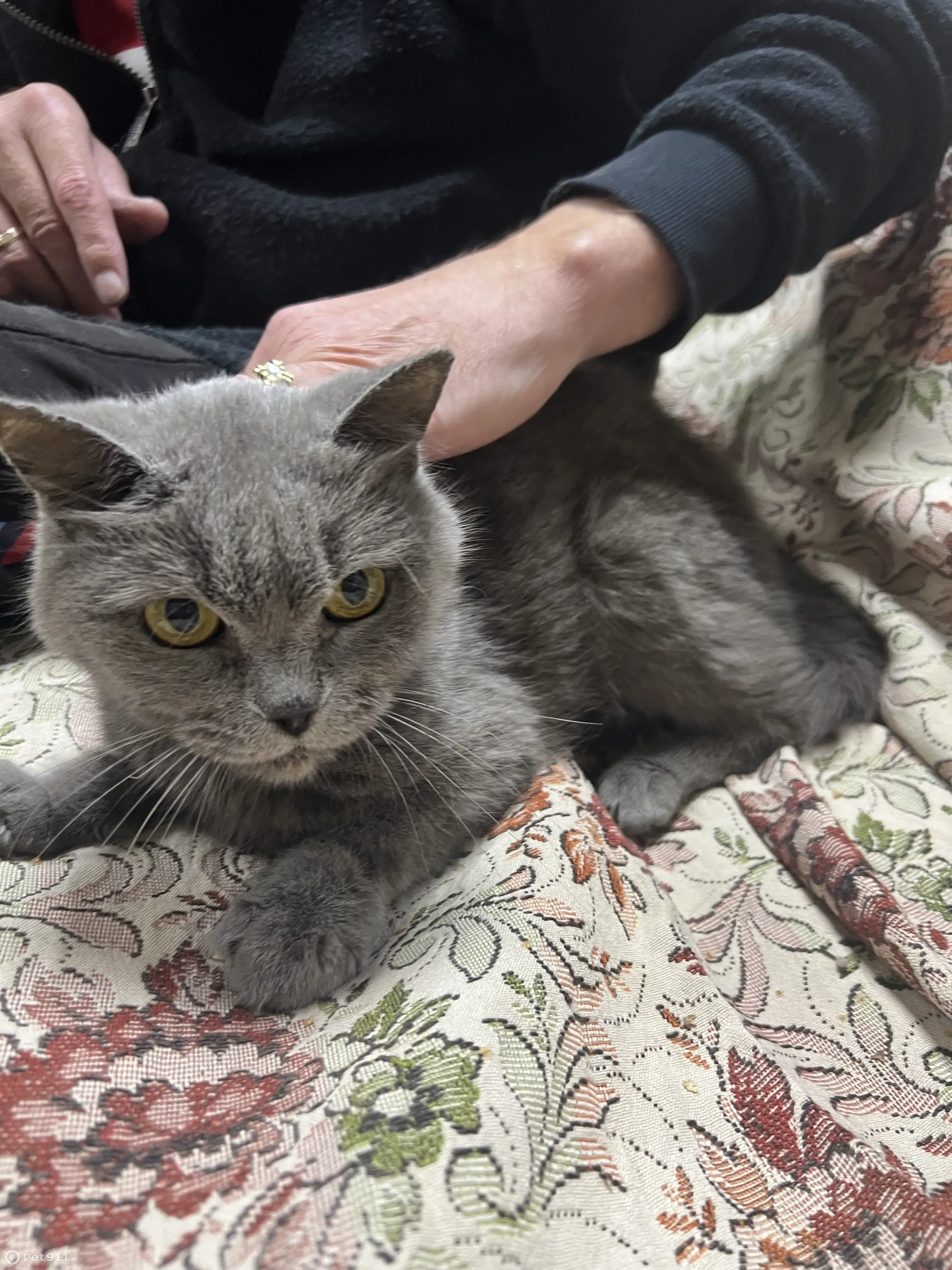 Найдена кошка в Мартемьяново