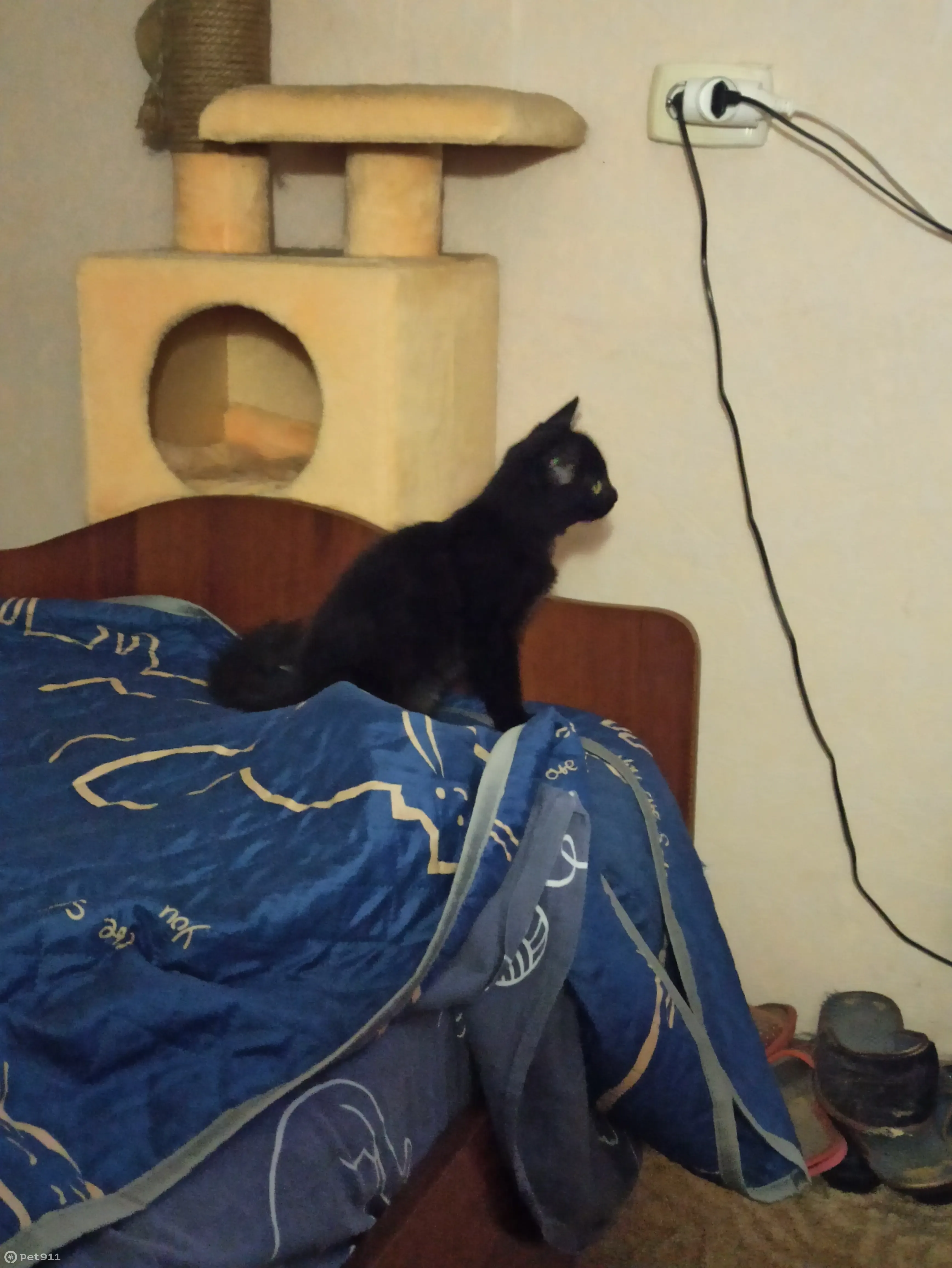 Найден черный котенок в Бийске, ул. Липового, 72 - photo