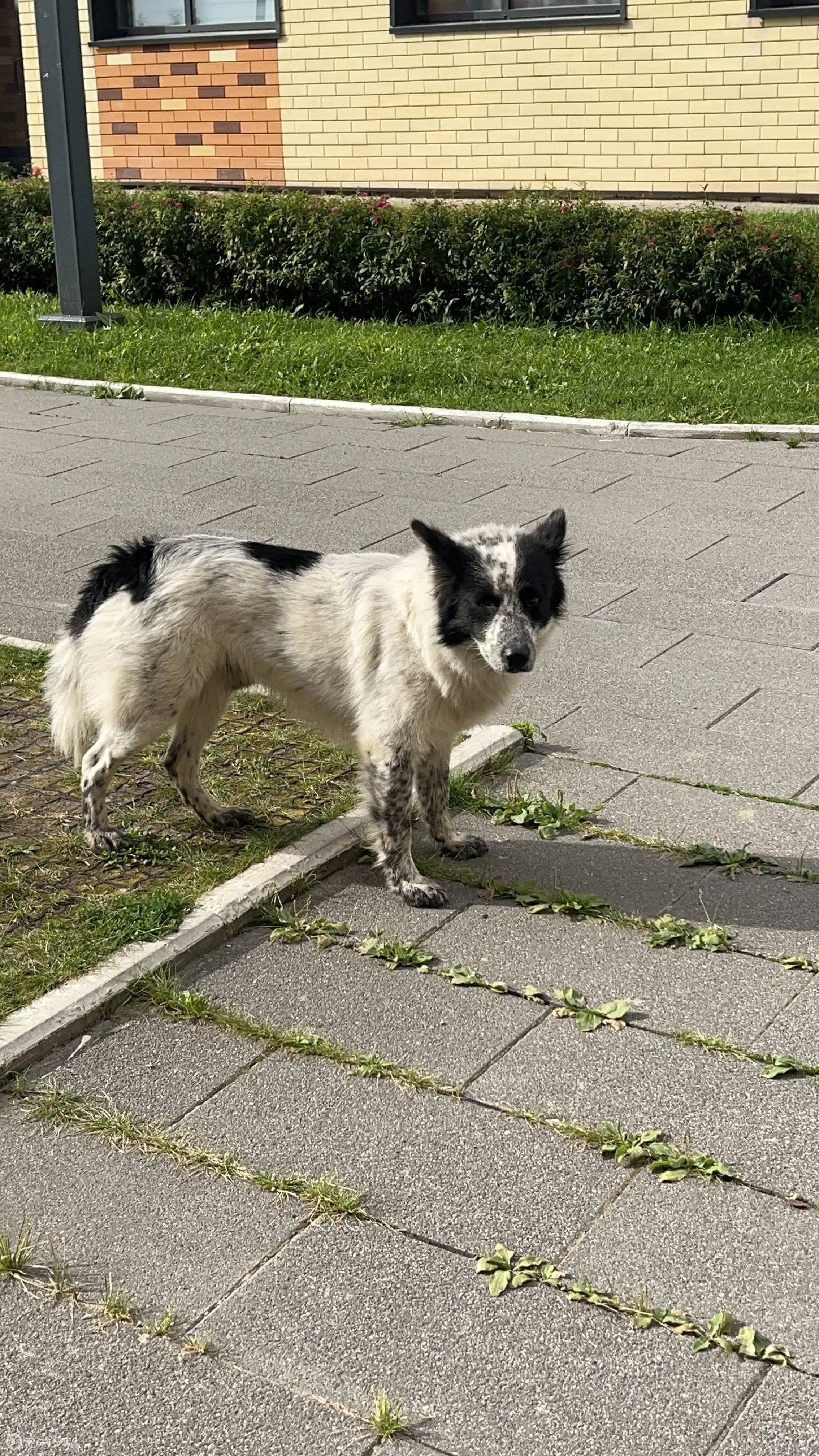 Собака на Можайской ул. в Калужской обл. | Pet911.ru