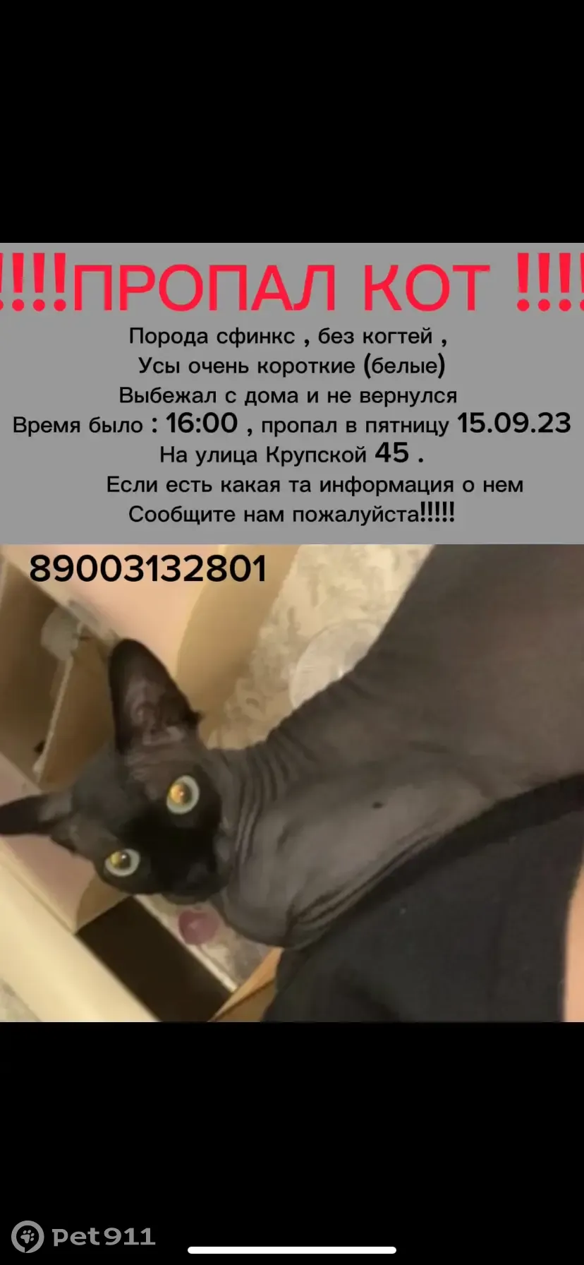 Пропала кошка на ул. Крупской, 12, Энгельс - photo