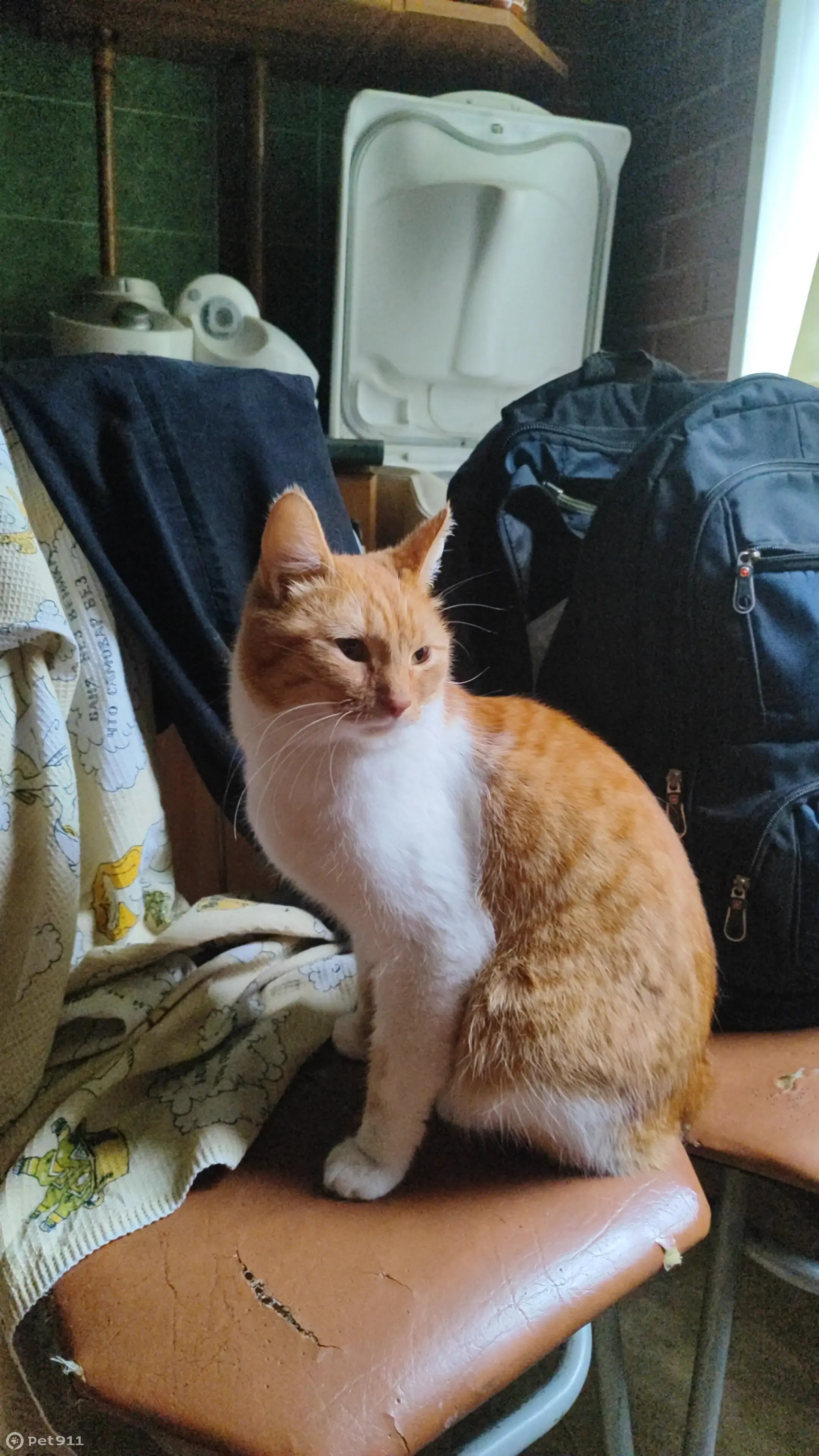 Найдена кошка: Рыжая белая, ул. 50-летия ВЛКСМ, 9 | Pet911.ru