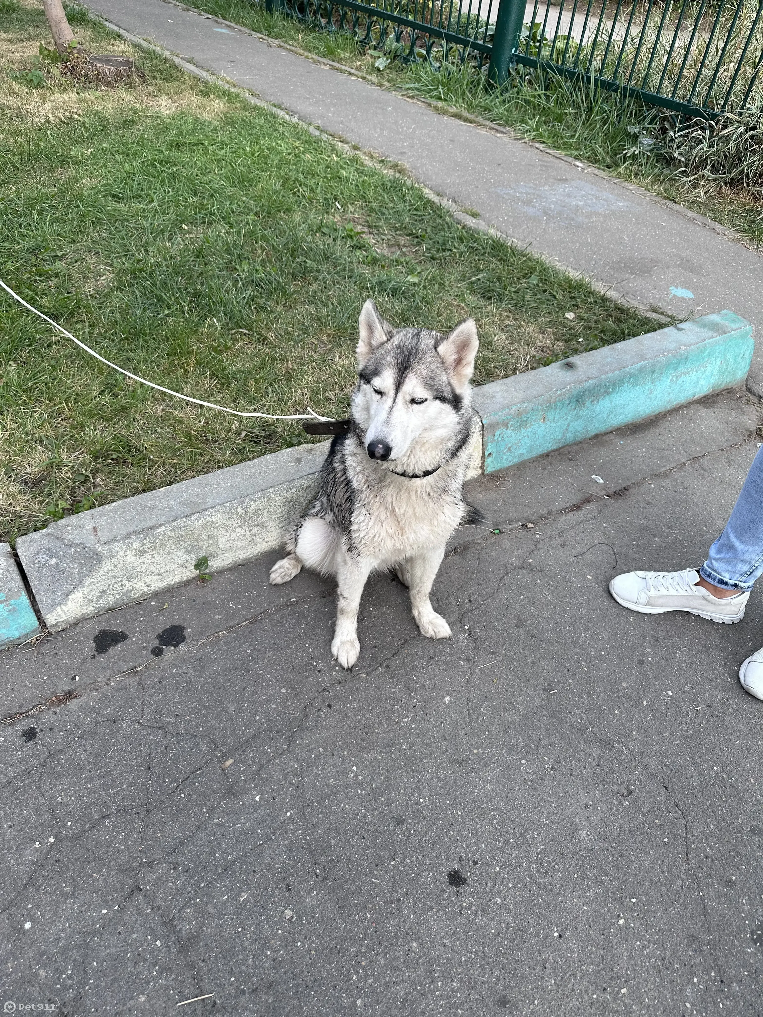 Собака Девочка найдена около школы на Марьинском бульваре