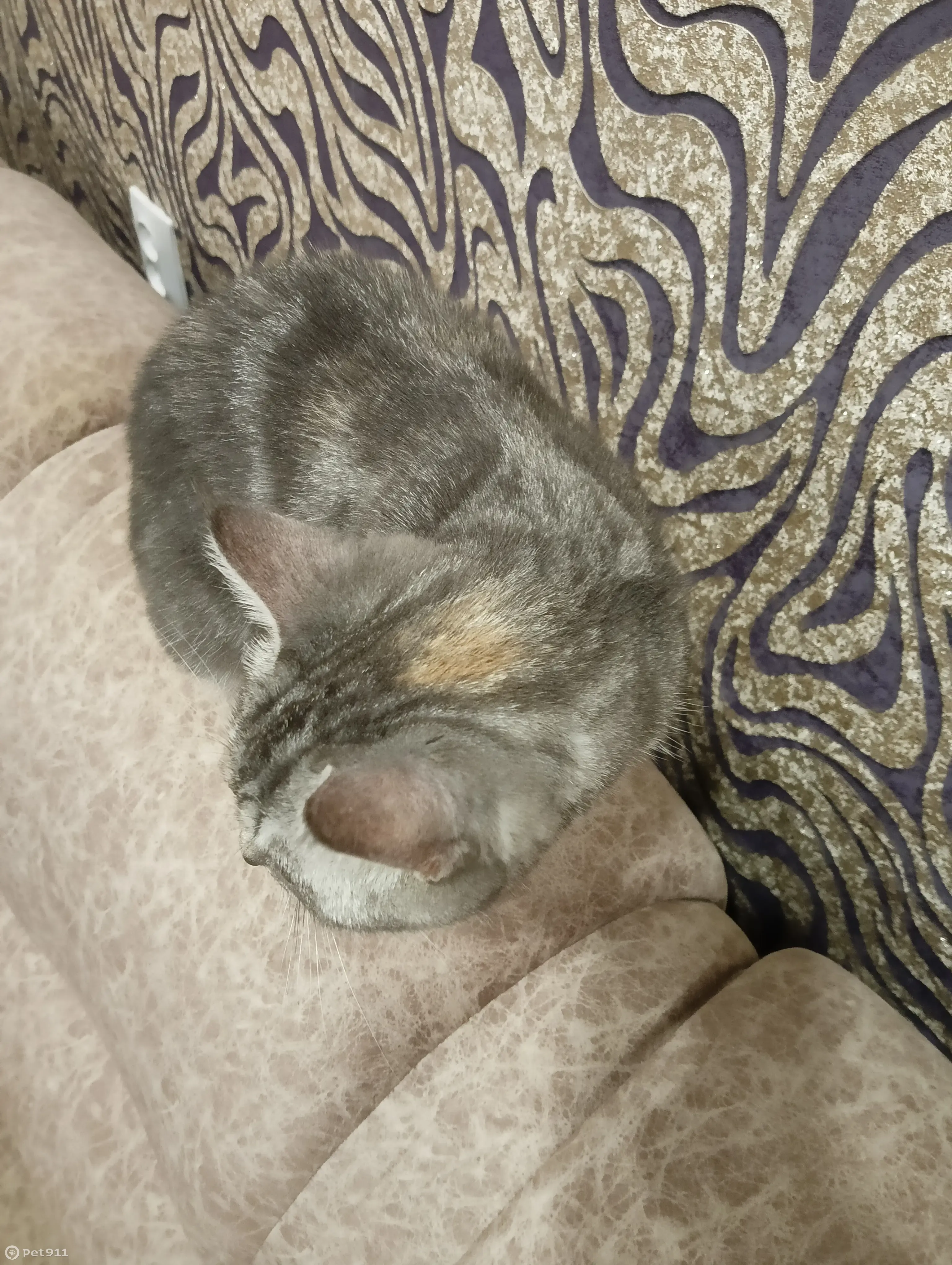 Найдена кошка на ул. Шагова, 191, Кострома - photo