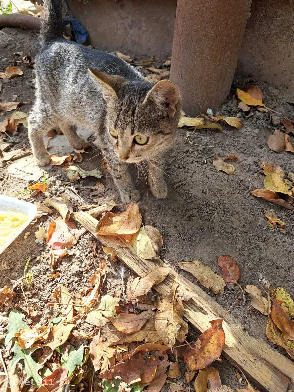 Потерянный котенок на ул. Литвинова, Казань | Pet911.ru