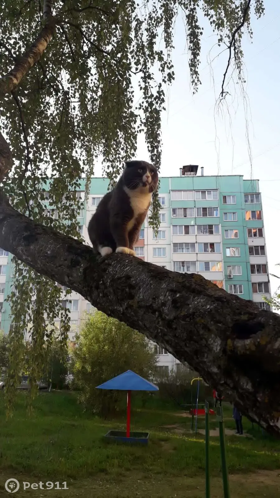 Пропал кот, мальчик, шотландский вислоухий, 3 года - photo