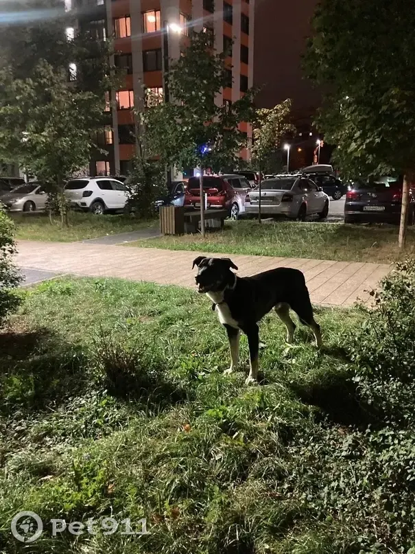Найдена собака в Москве, ищет хозяев! Ельнинская улица