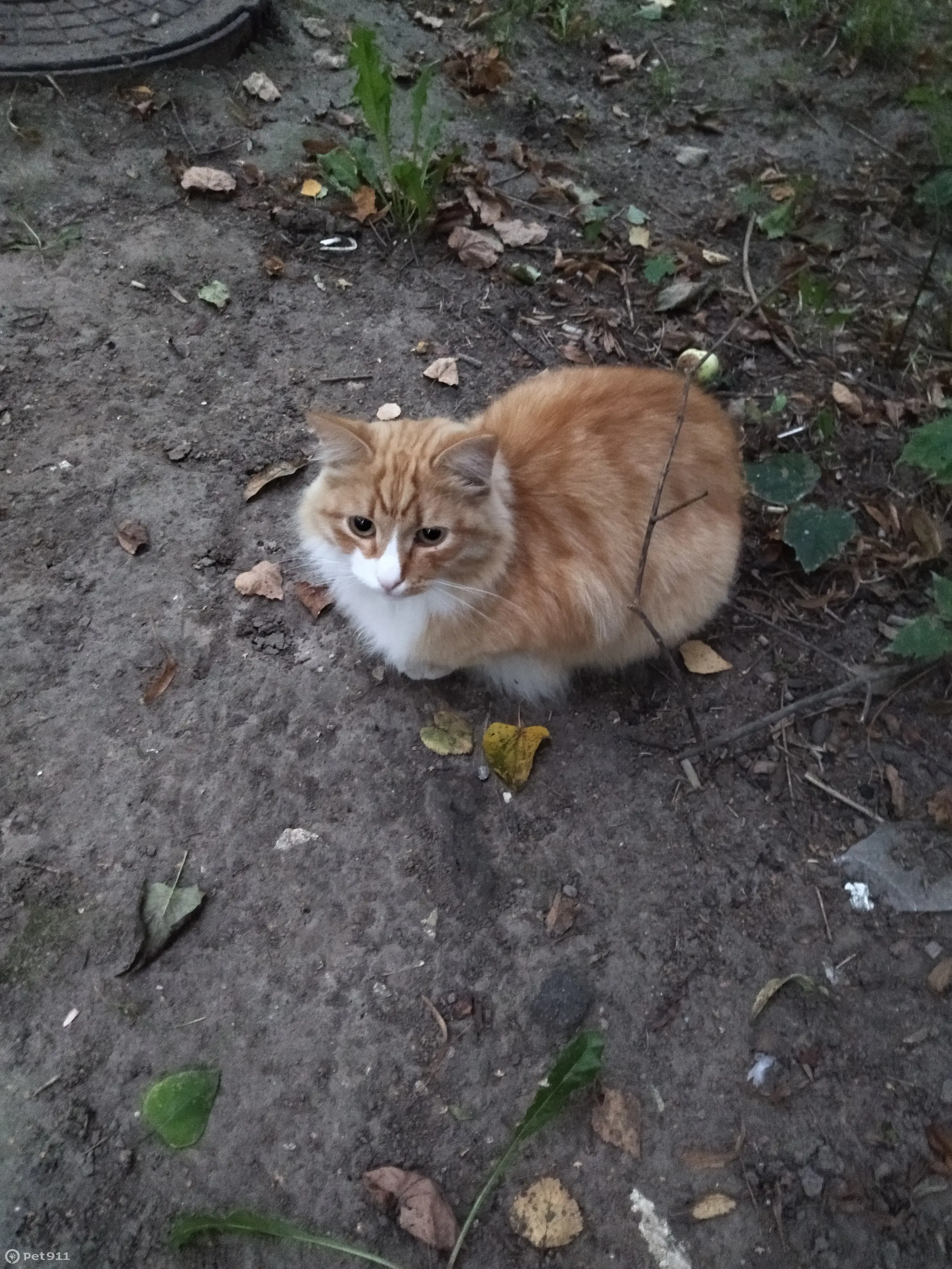 Найдена кошка без ошейника на ул. Пискунова, Н. Новгород | Pet911.ru