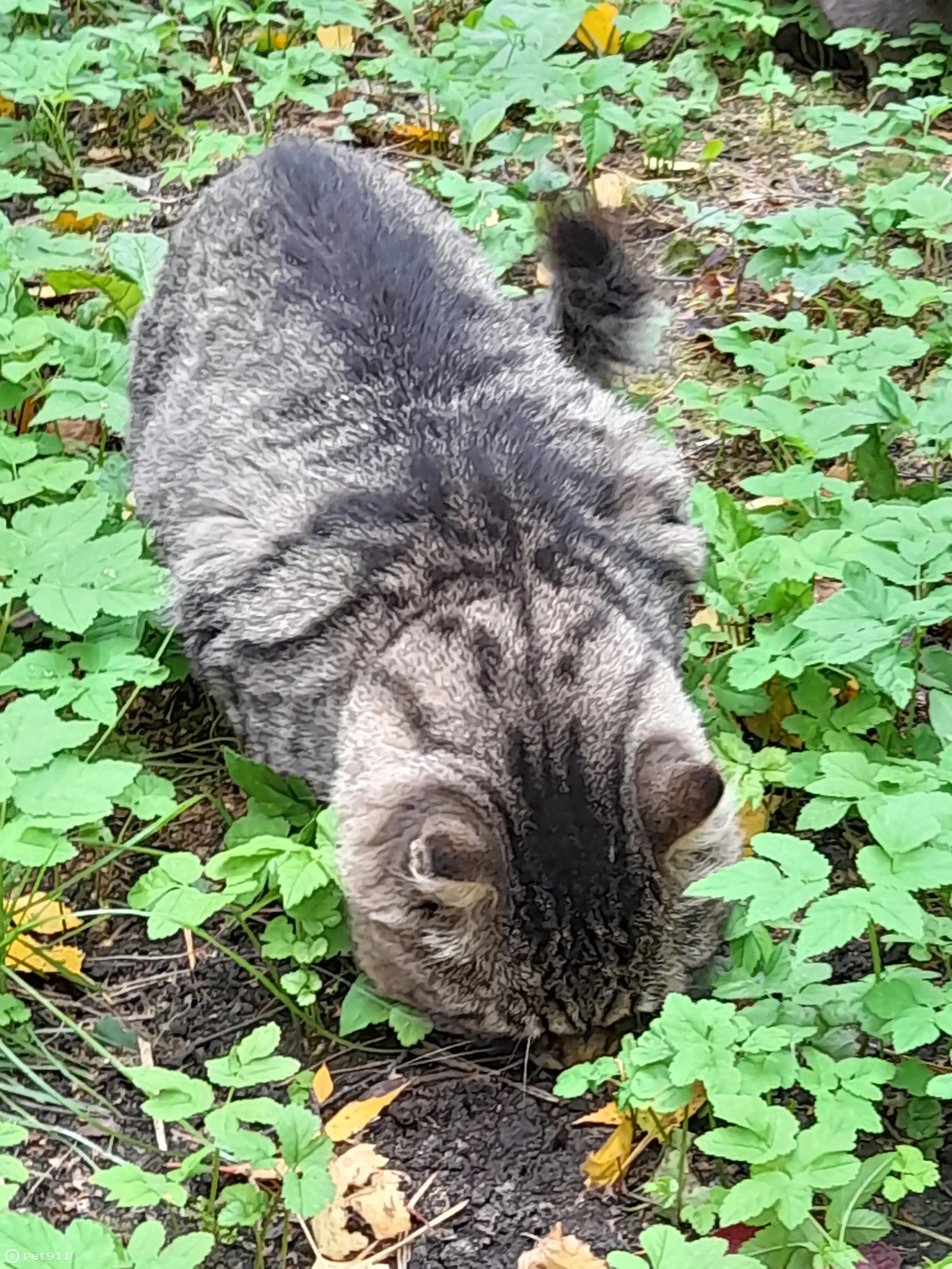 Найден кот, район Пискаревский пр. д. 40, Брюсовская ул., СПб | Pet911.ru